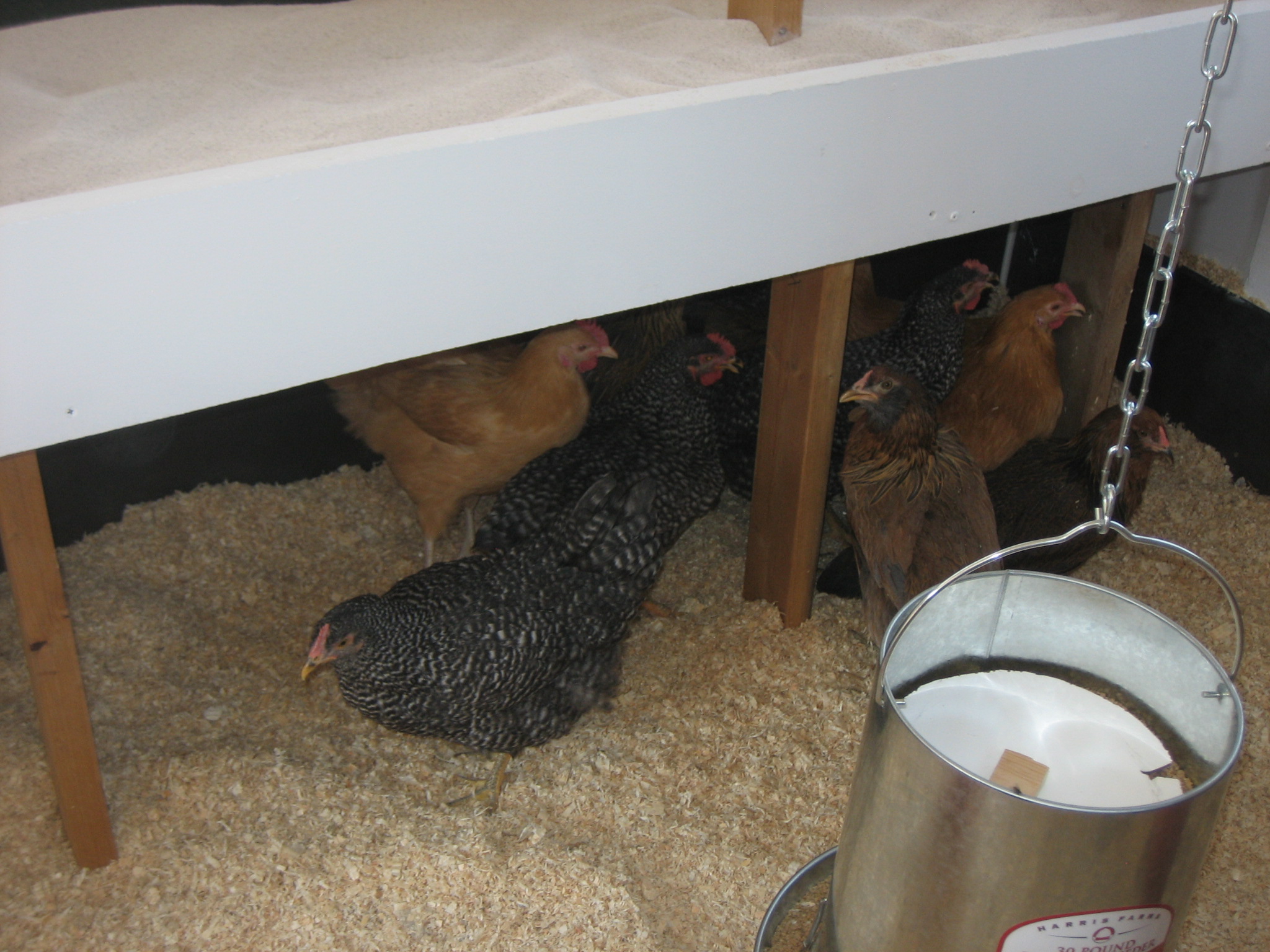 The girls just got moved into their new Shack.  So much brighter and cooler than the slapped together area in the barn where they had been living.