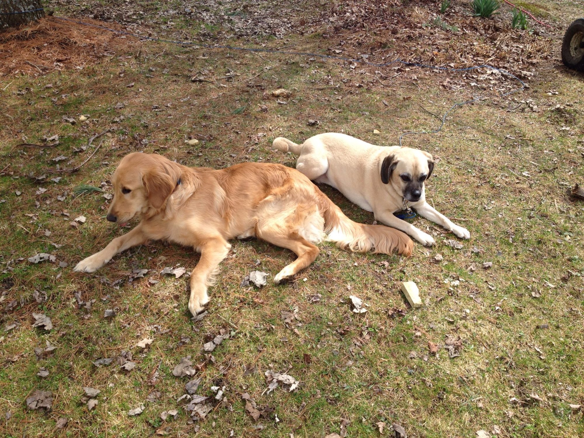 The girls, Layla and Maggie, are taking a break from "helping" dad!