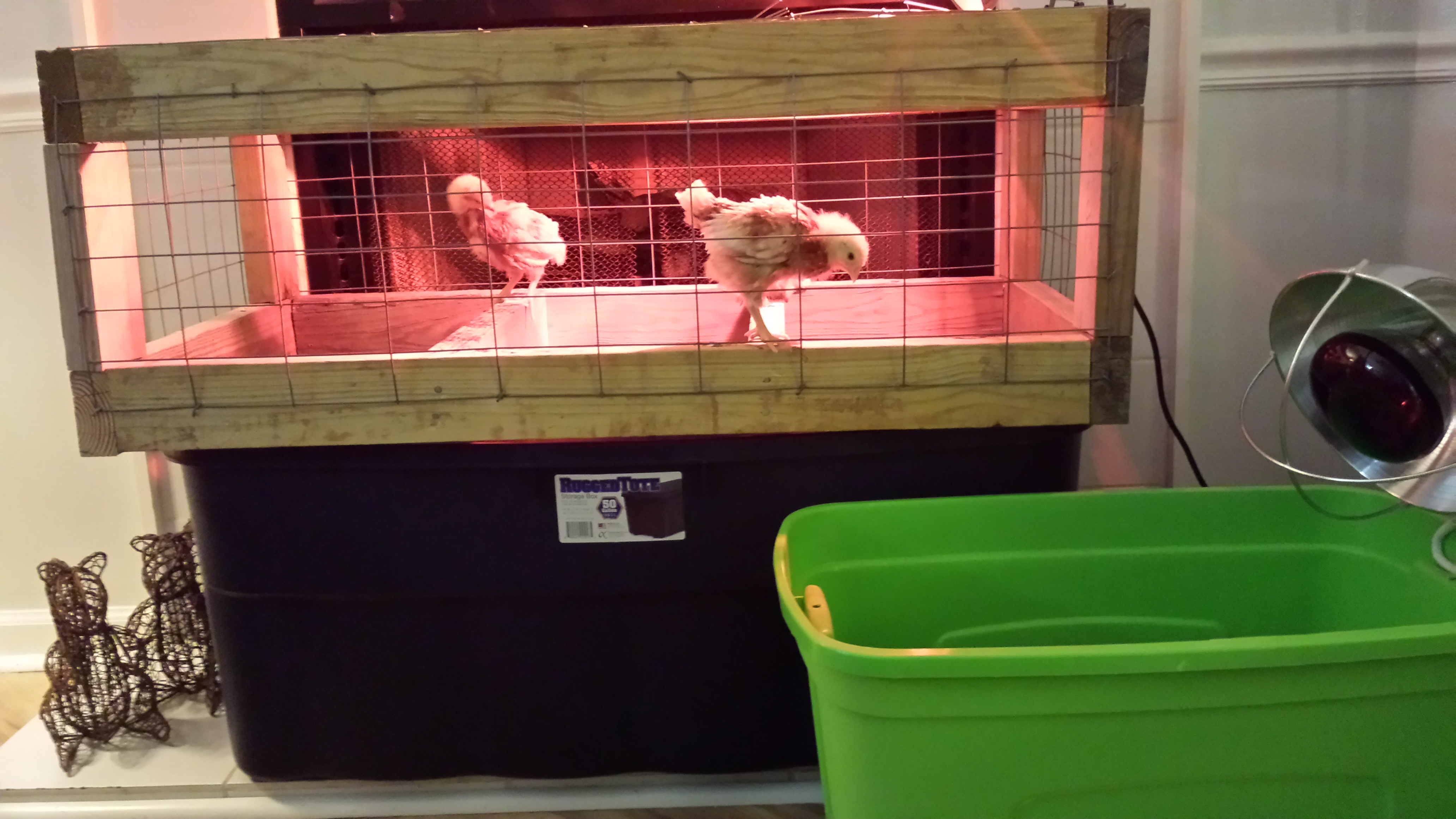The girls like their makeshift roost until the coop is complete