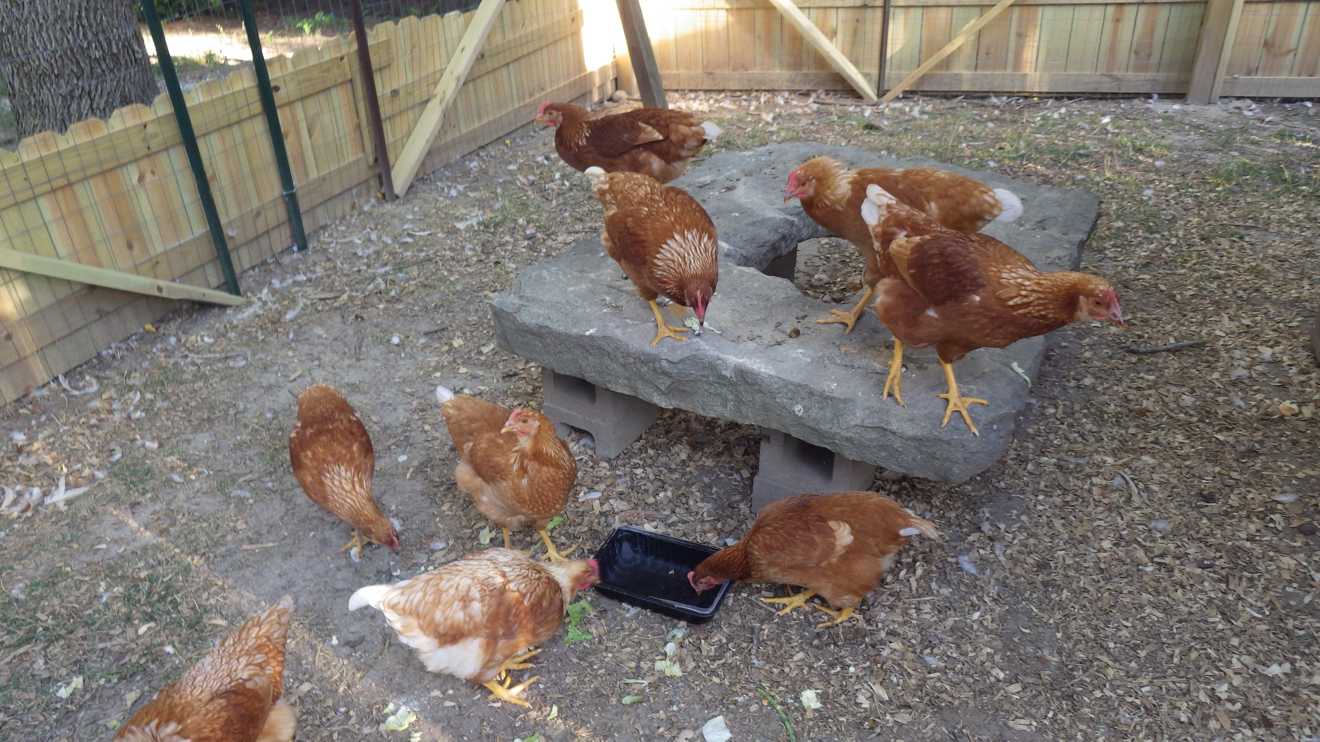 The girls love hanging out on this big stone. The little privacy fence is there to keep our youngest dog from becoming "agitated" by the girls. He barks like crazy when he sees them. He can see over the fence but most of the time doesn't bother because the little fence is there. Our daughter & granddaughter live next door and the dog path to their home goes right by the coop area.