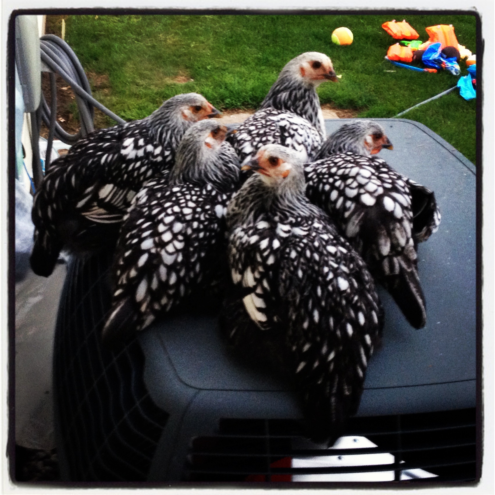 The Girls loved to rest on top of the air conditioner/ heater unit.