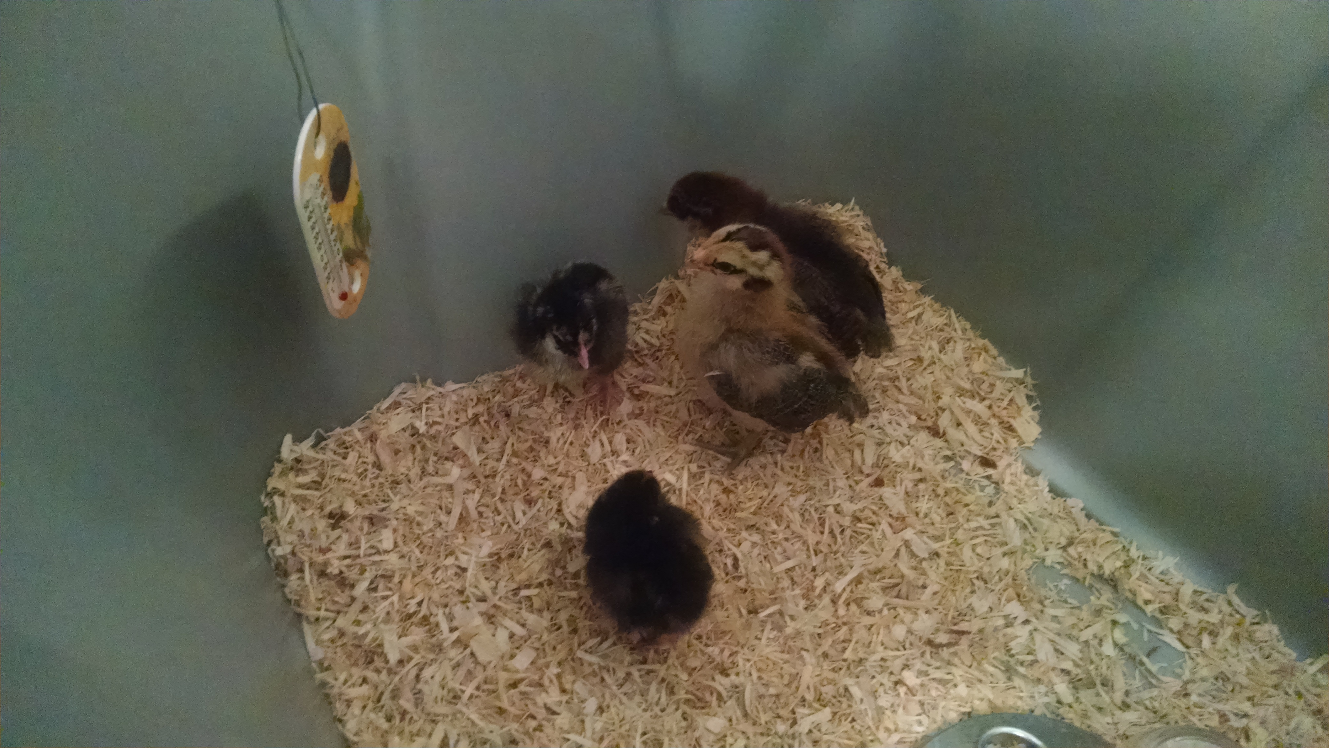 The girls meet each other