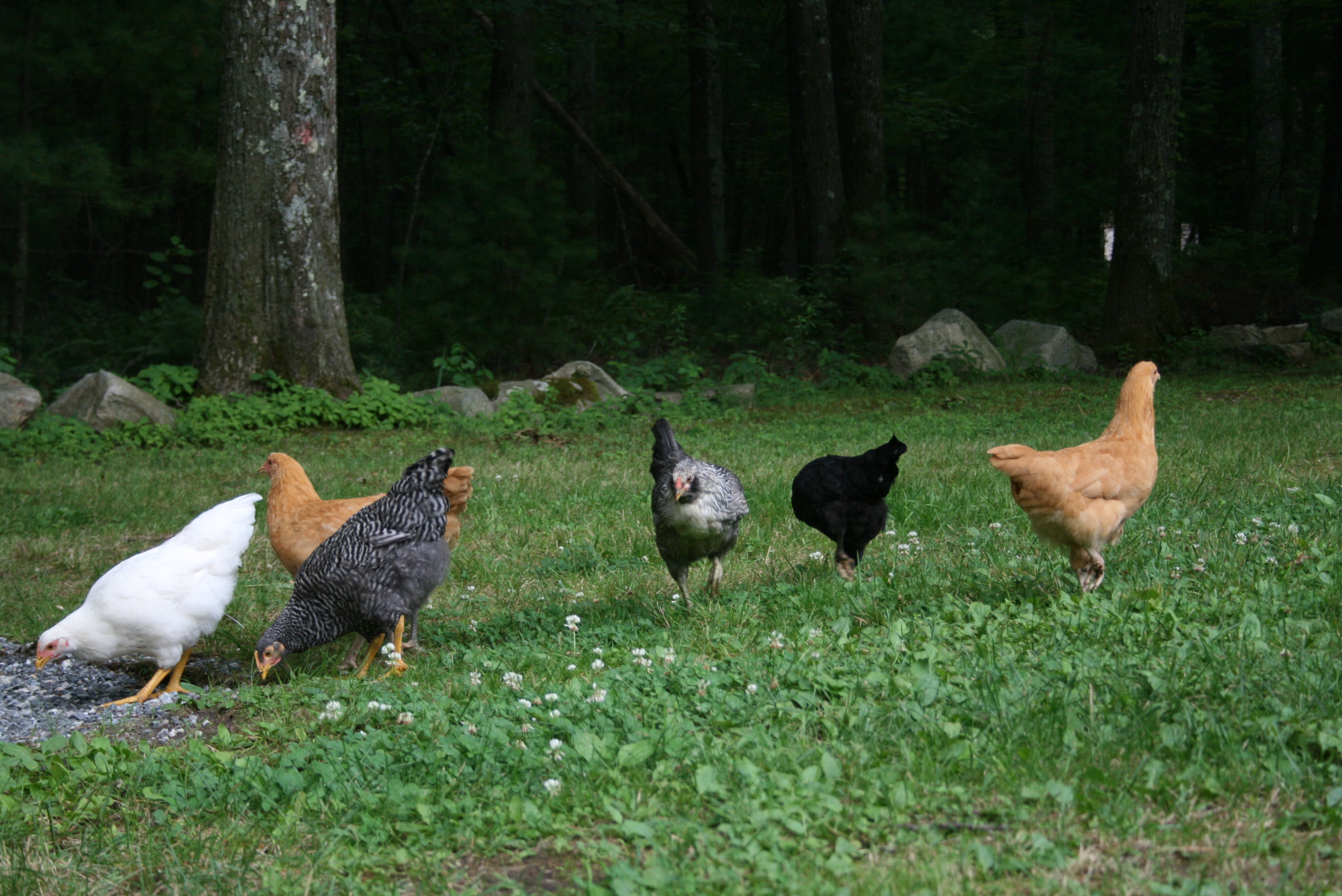 The girls out for some quick freedom before bedtime....they always get a bit, as they are let out of their temporary playpen, to head back to their coop for the night.  We are hoping to have their permanent attached run completed within the next couple of weeks.