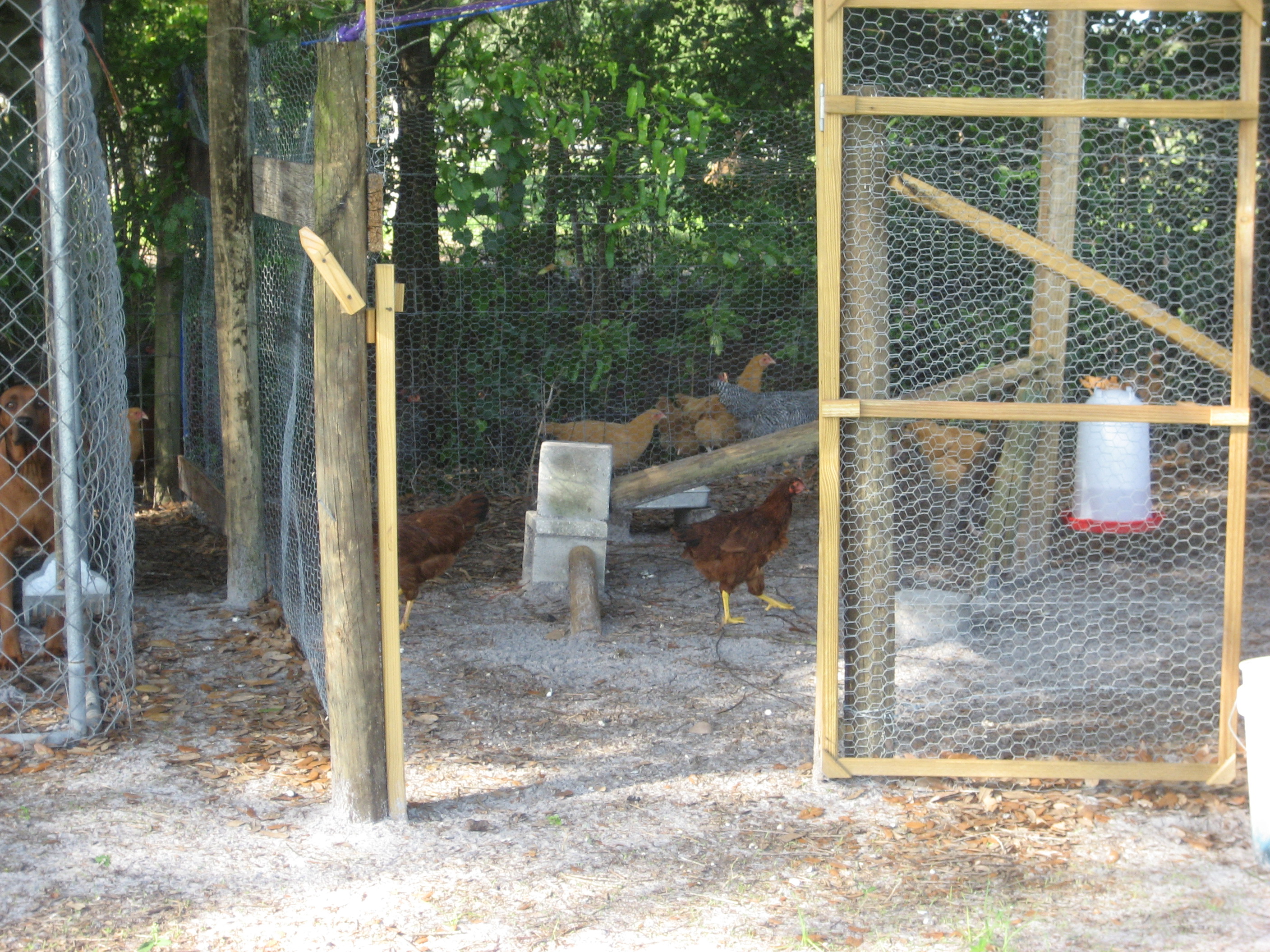The girls play pen. We have since added more room. It is now 50ft x15ft. This should keep them happy when they can't come out to play in the barn yard.