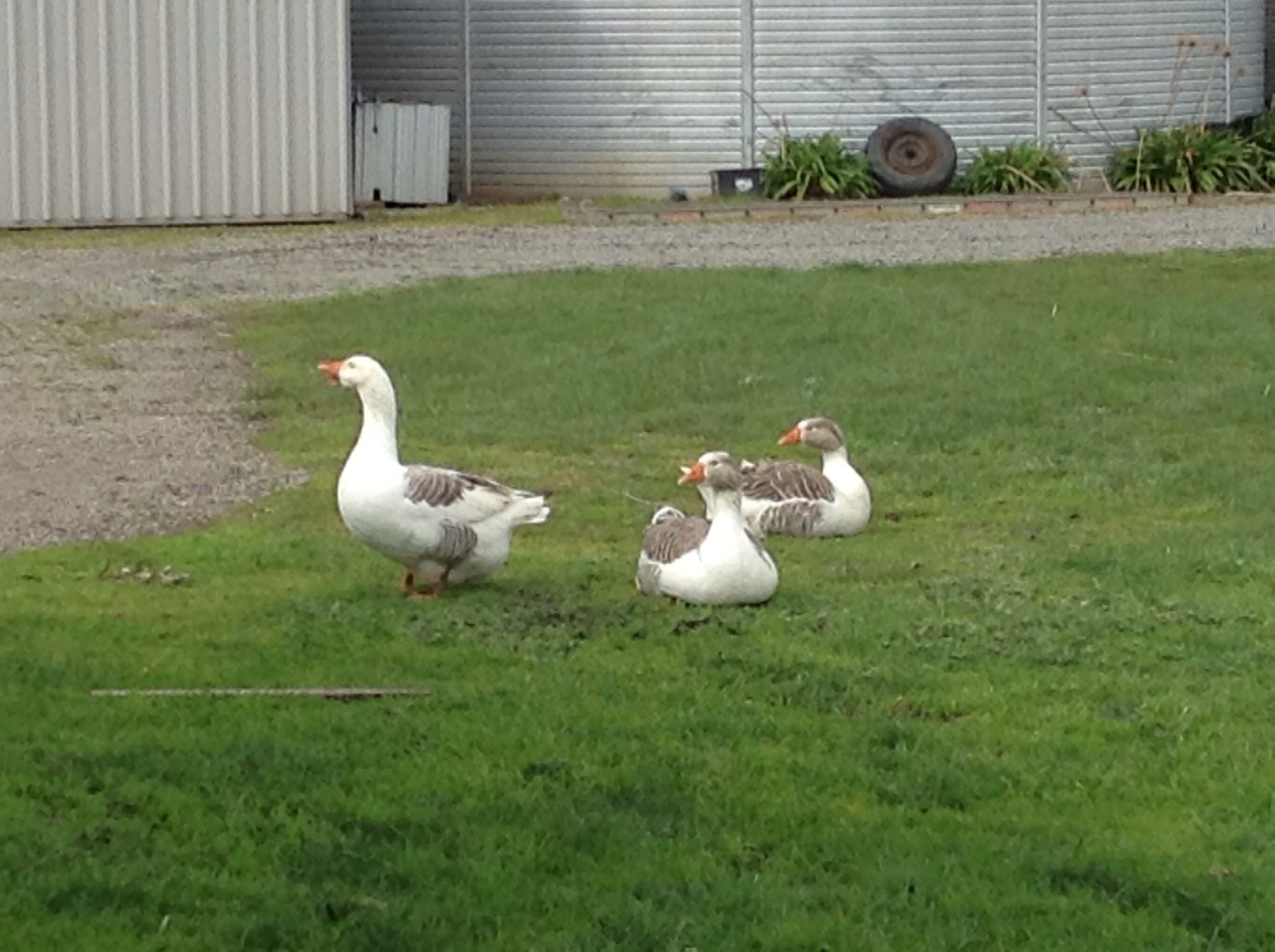 The girls relaxing in the back garden