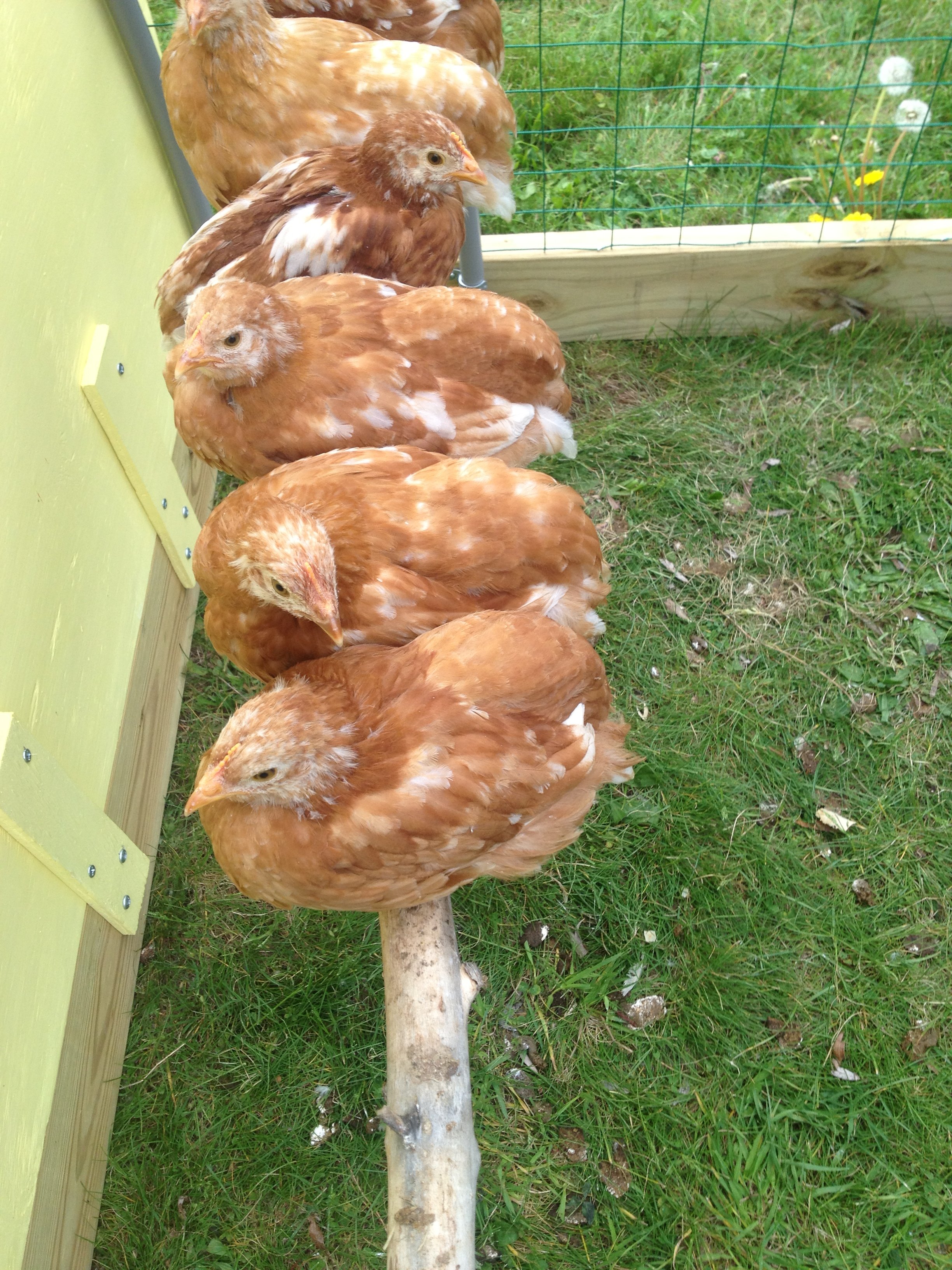 The girls roosting.  A view from the top.