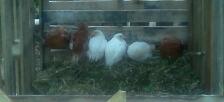 The Girls roosting on the branch in the compost bin.