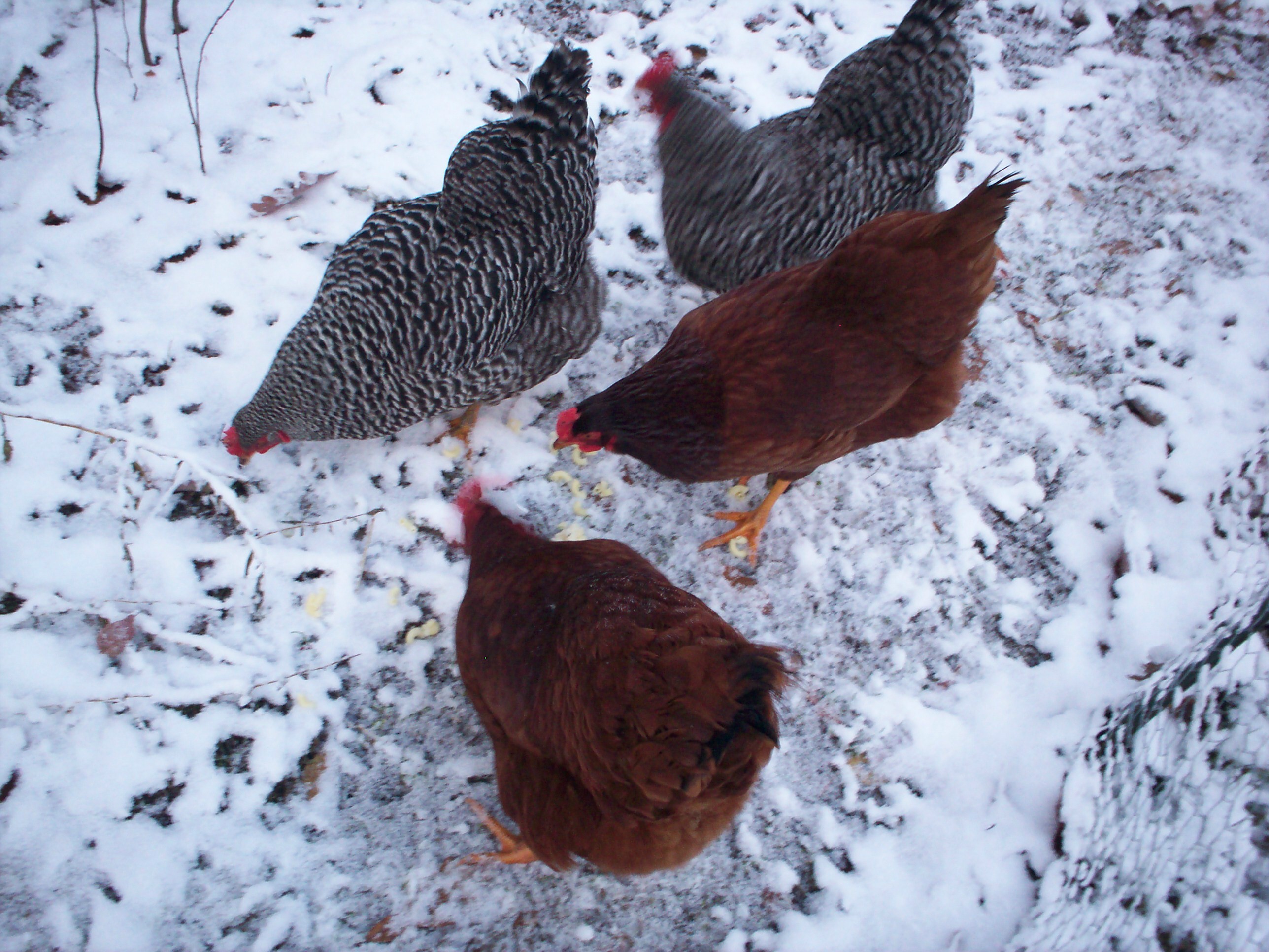 The girls see snow for the first time and they are not sure they approve!  November, 2013