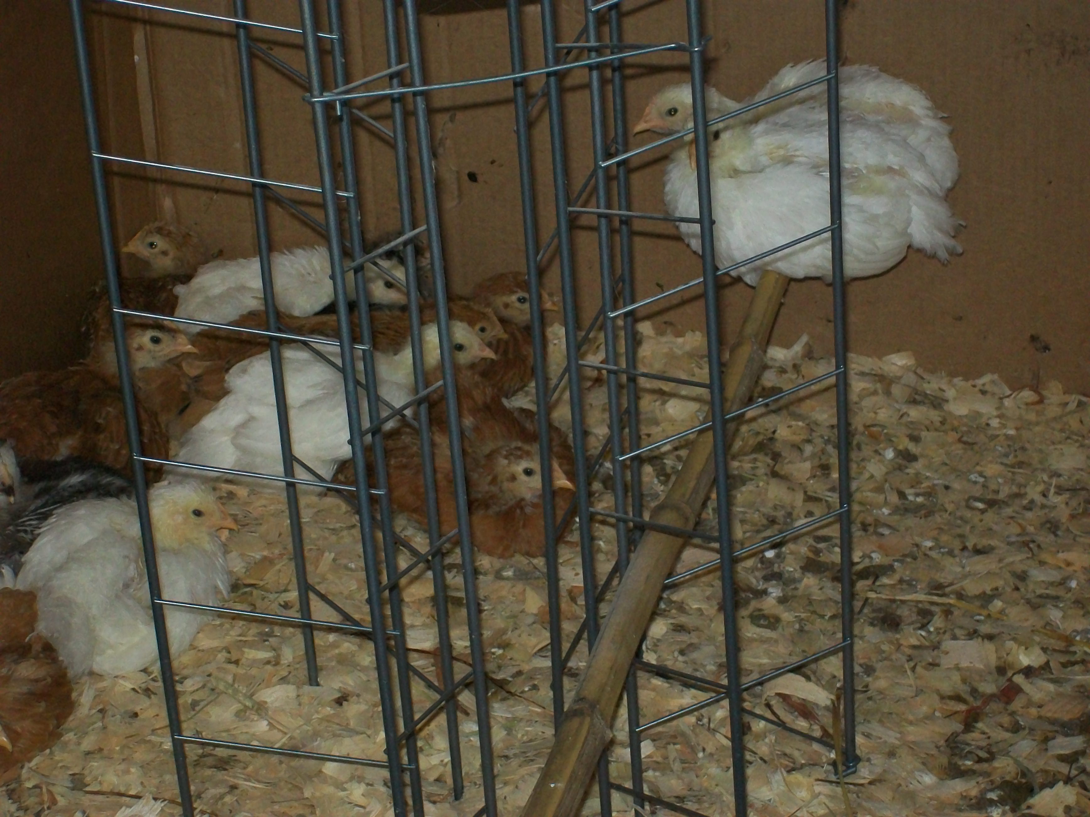 The Girls
Soon to be layer Hens