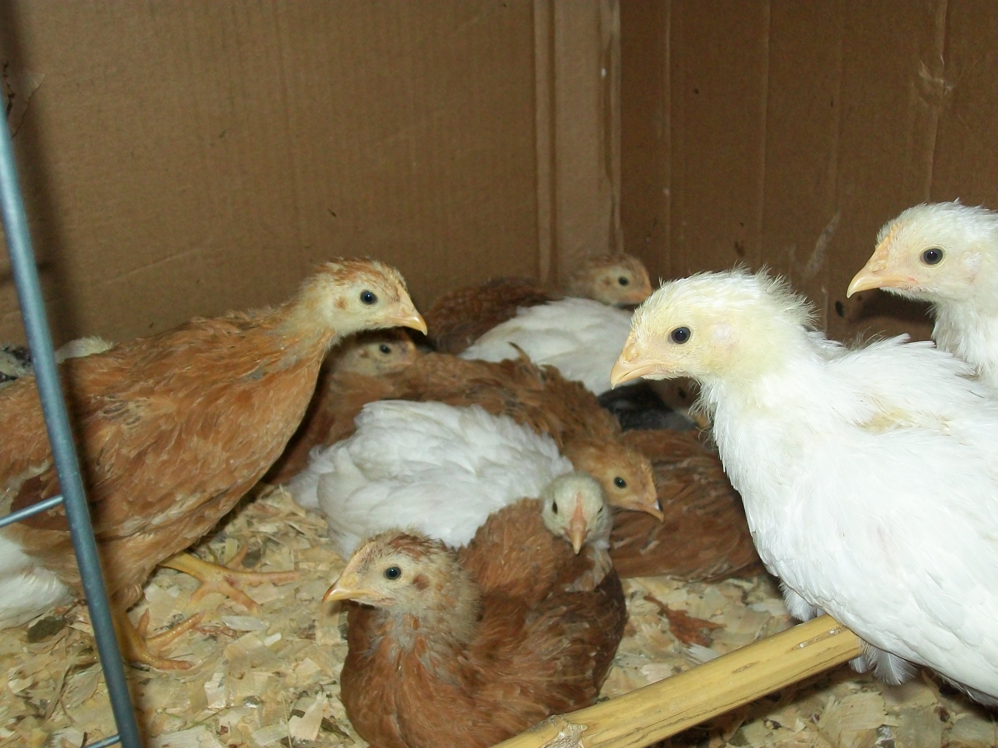 The Girls
Soon to be layer Hens
