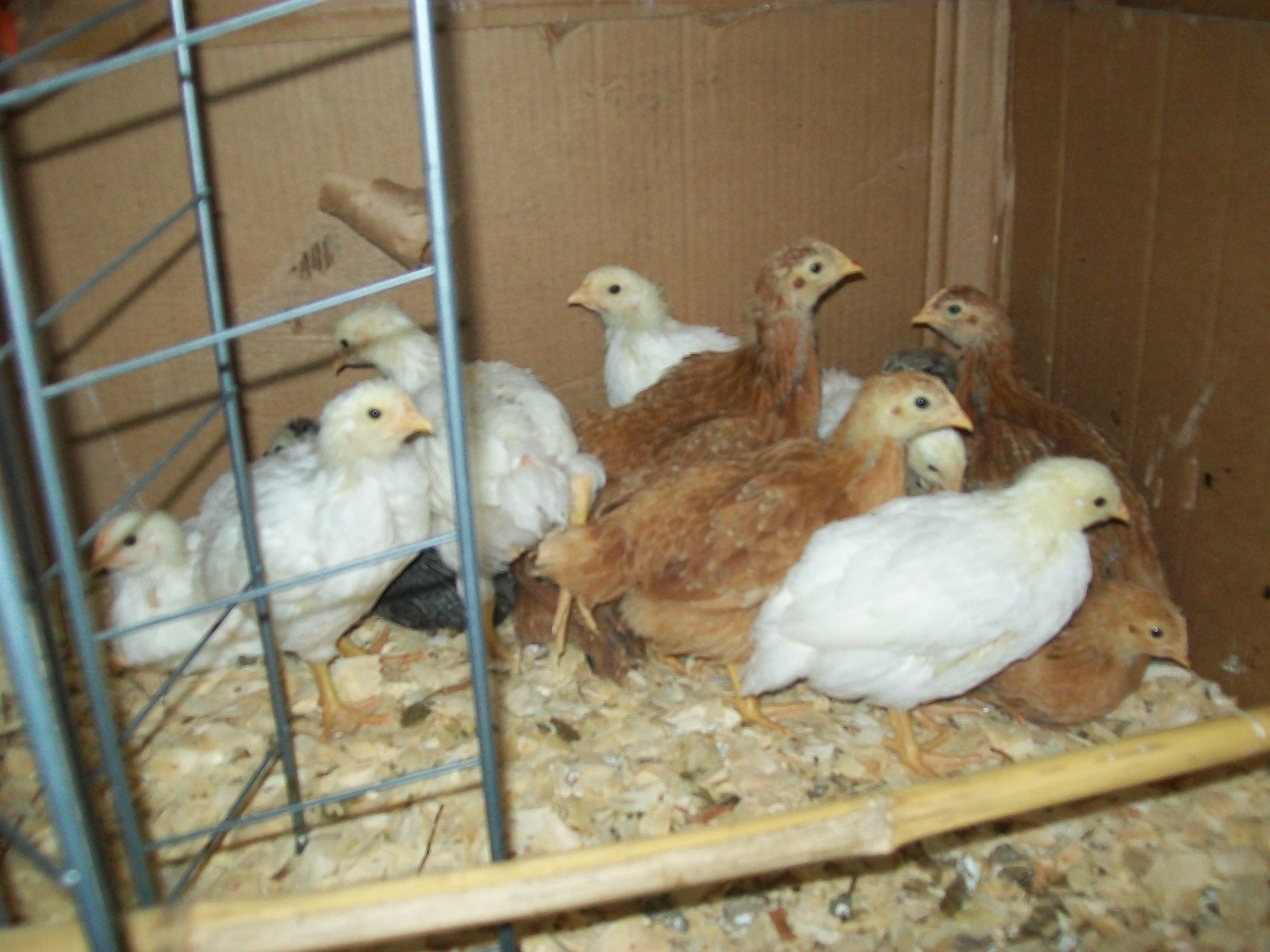 The Girls
Soon to be layer Hens