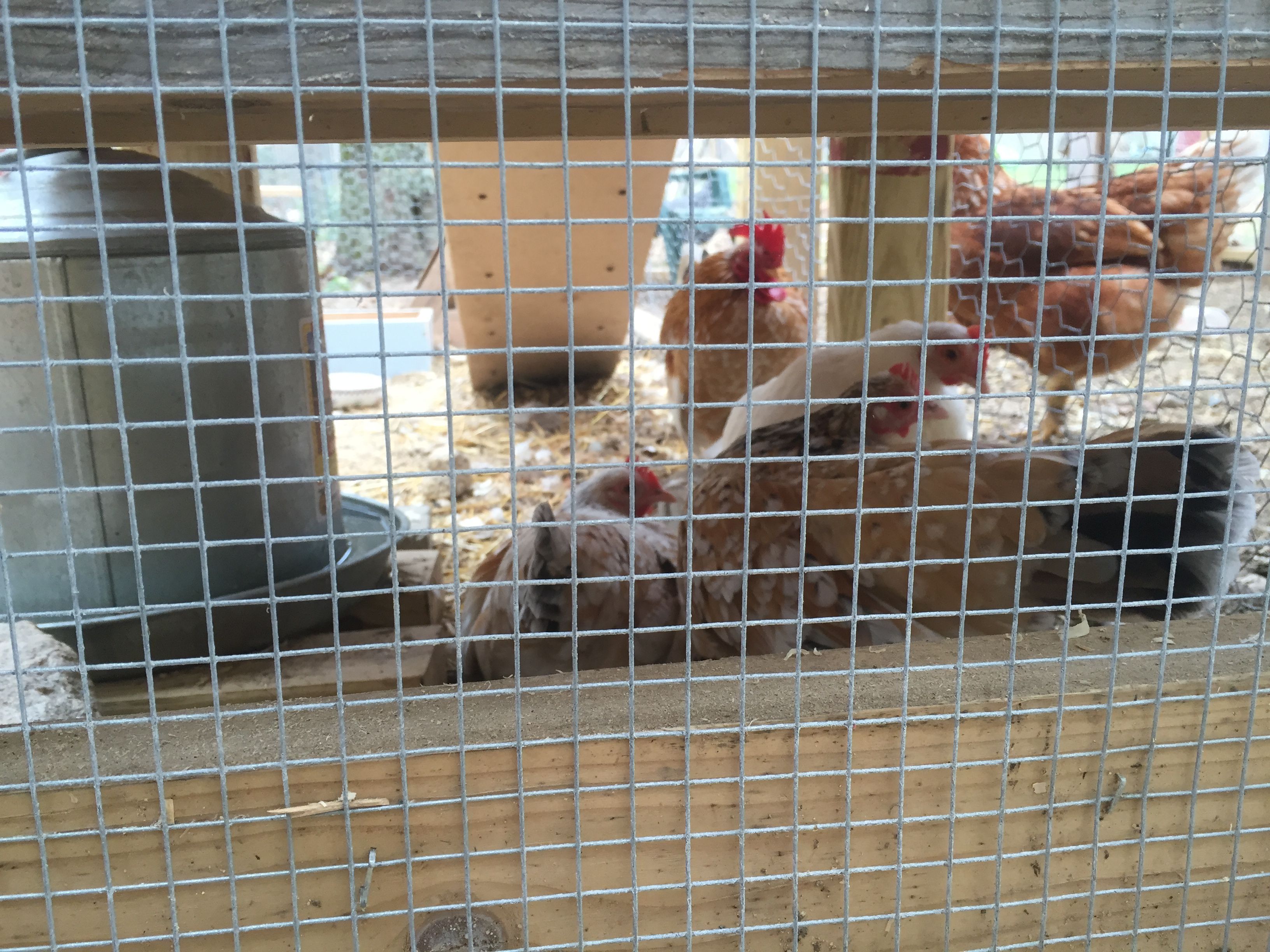 The girls under the coop. There chosen nesting box.