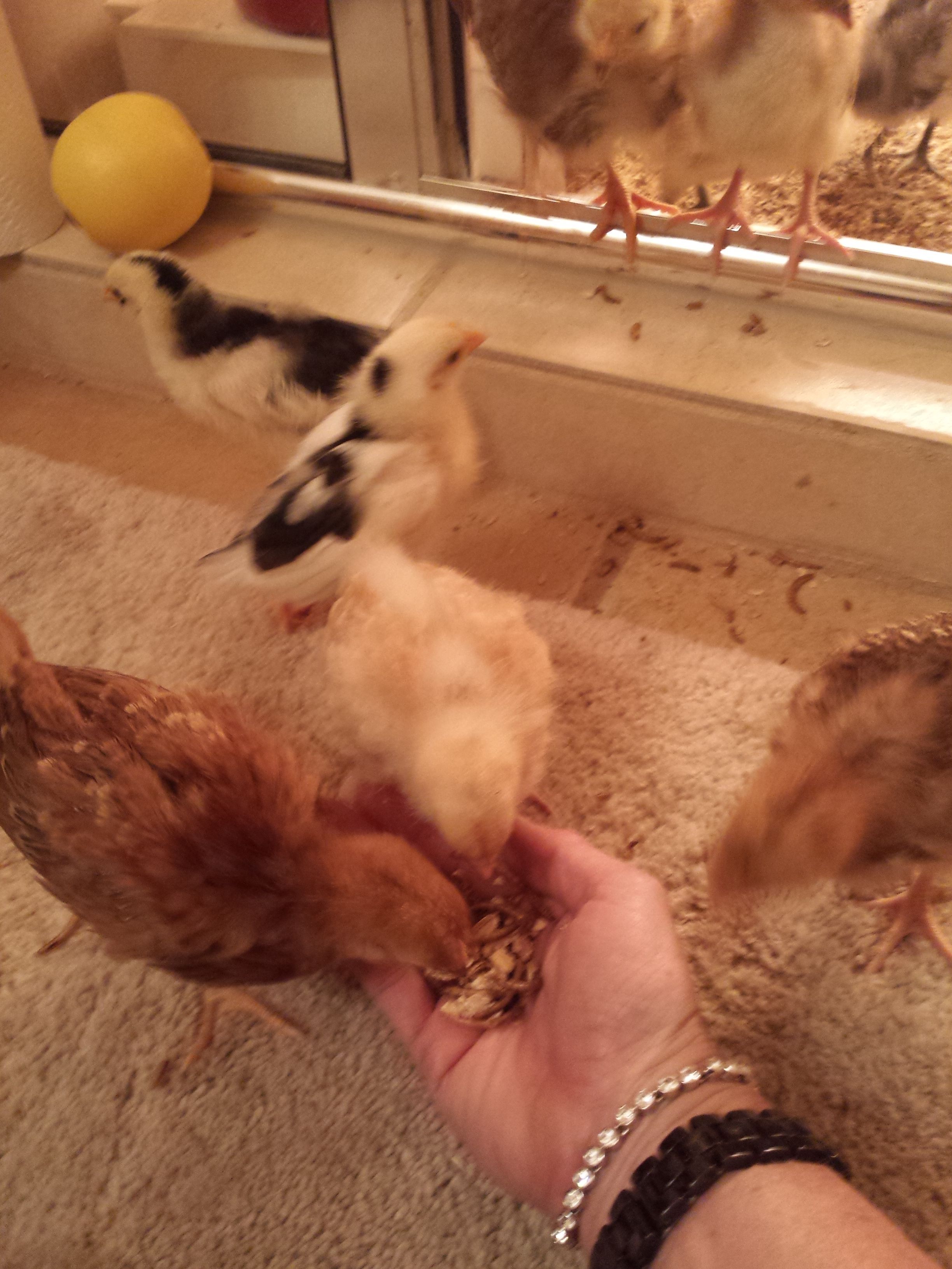 the girls walking around the bathroom... they made a huge mess of my shower and bathroom. I am not sure where all the dust came from... but dust was on every surface and the Belkin NetCam WiFi cameras were covered as well. I love these inexpensive cameras so I can watch the chicks from my phone or computer from anywhere