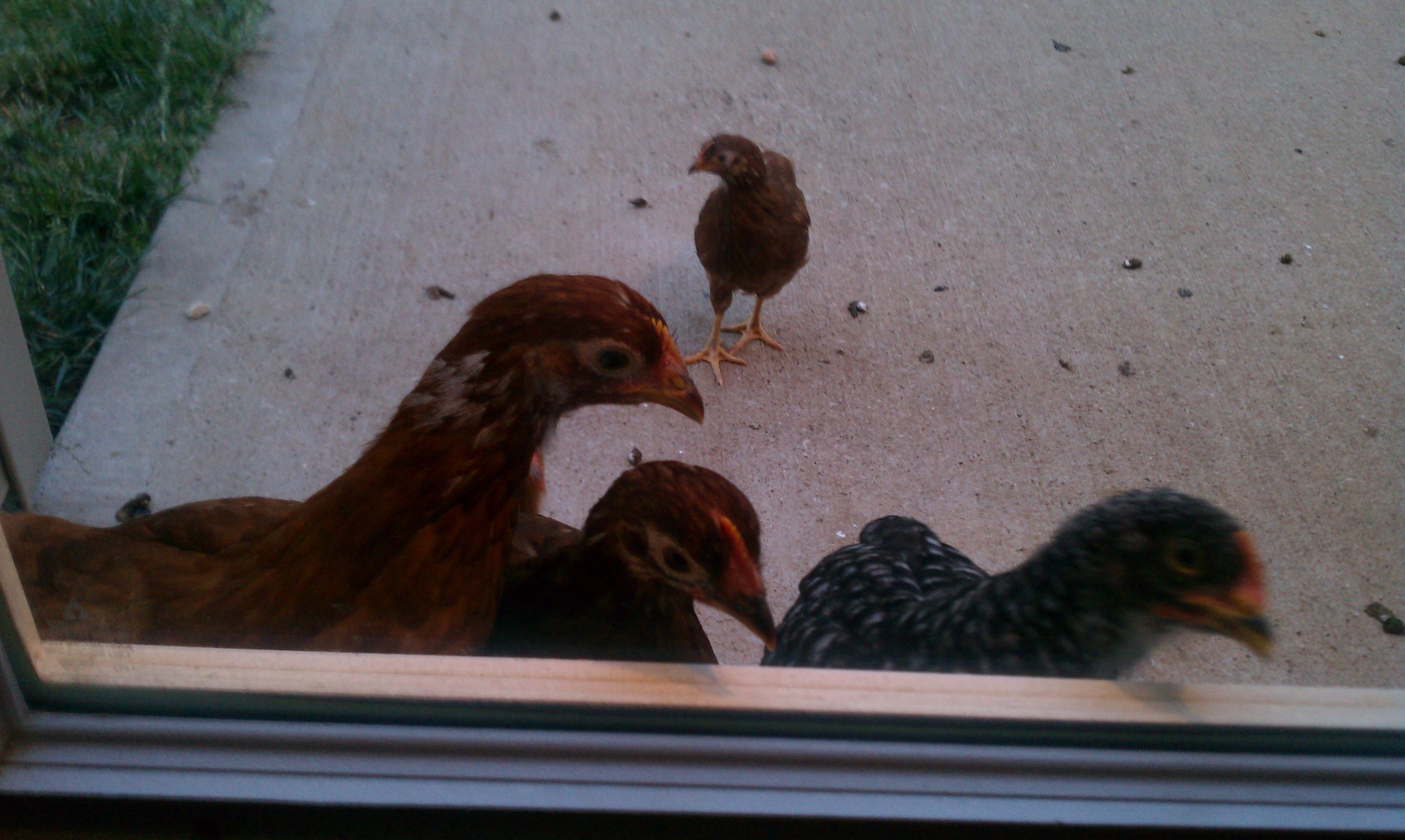 The girls wanting to come in...sooo cute!