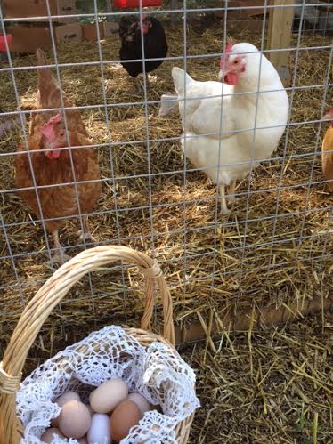 The Girls watching us head off to the kitchen with the bounty!