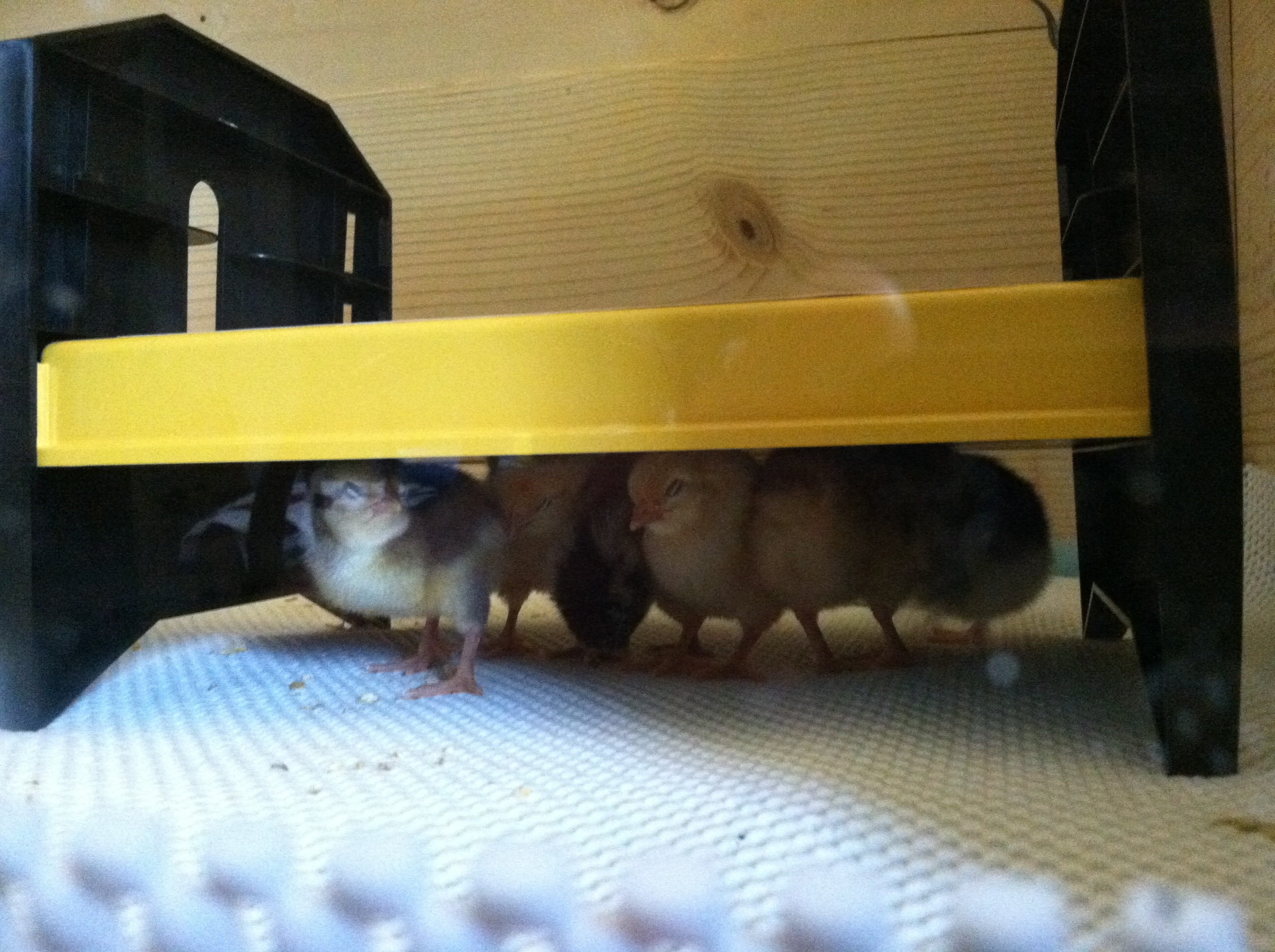 The girls were put under the Brinsea Ecoglow as soon as we got home from our hour drive.