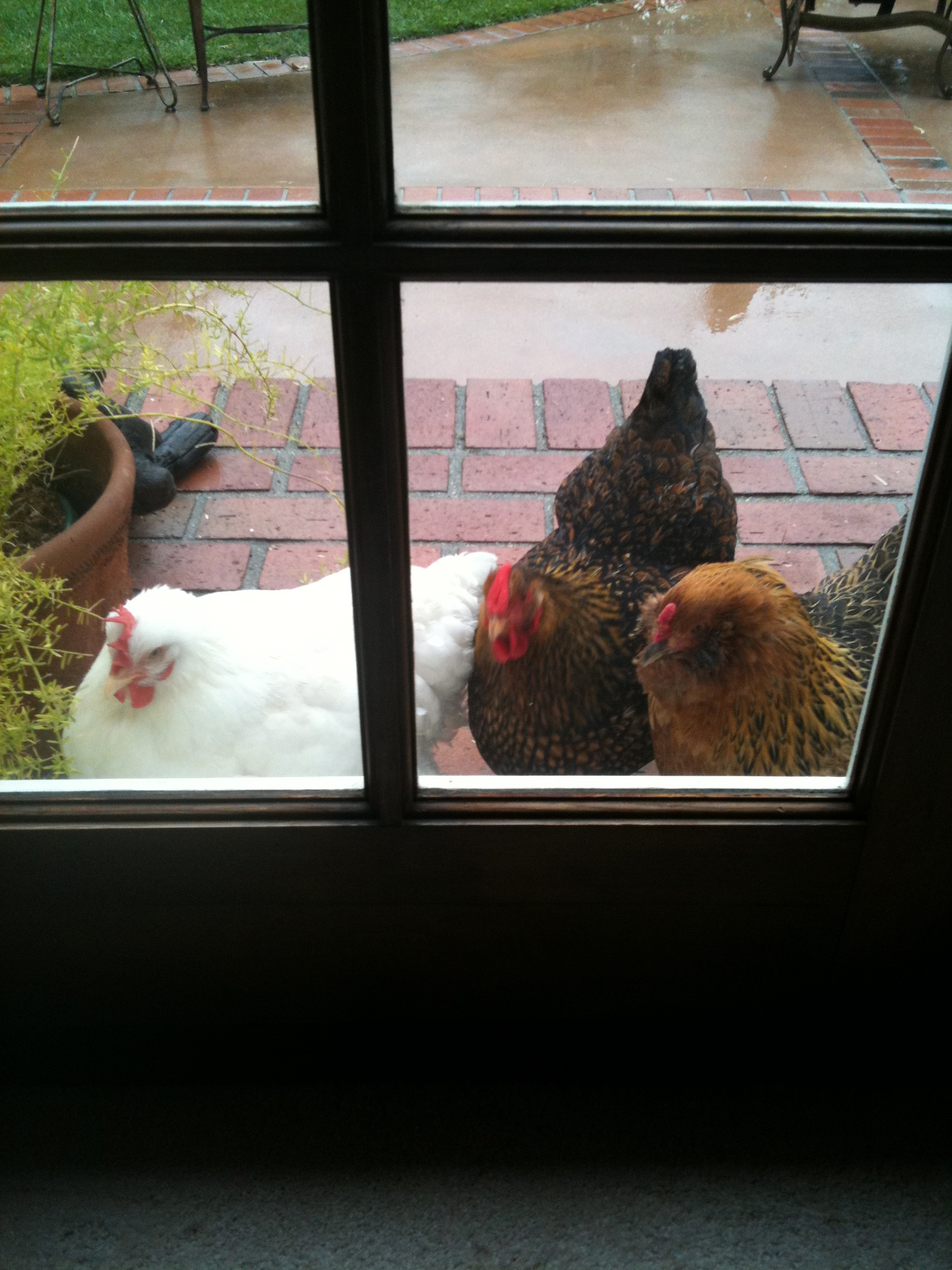 The girls were trying to stay out of the rain, they lined up under the eaves on our back porch.