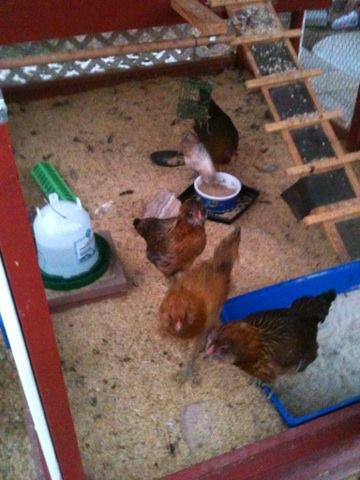 *
The girls