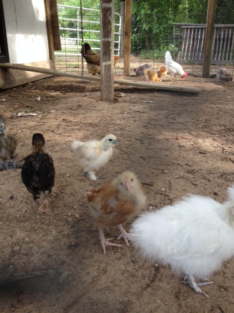 the girls