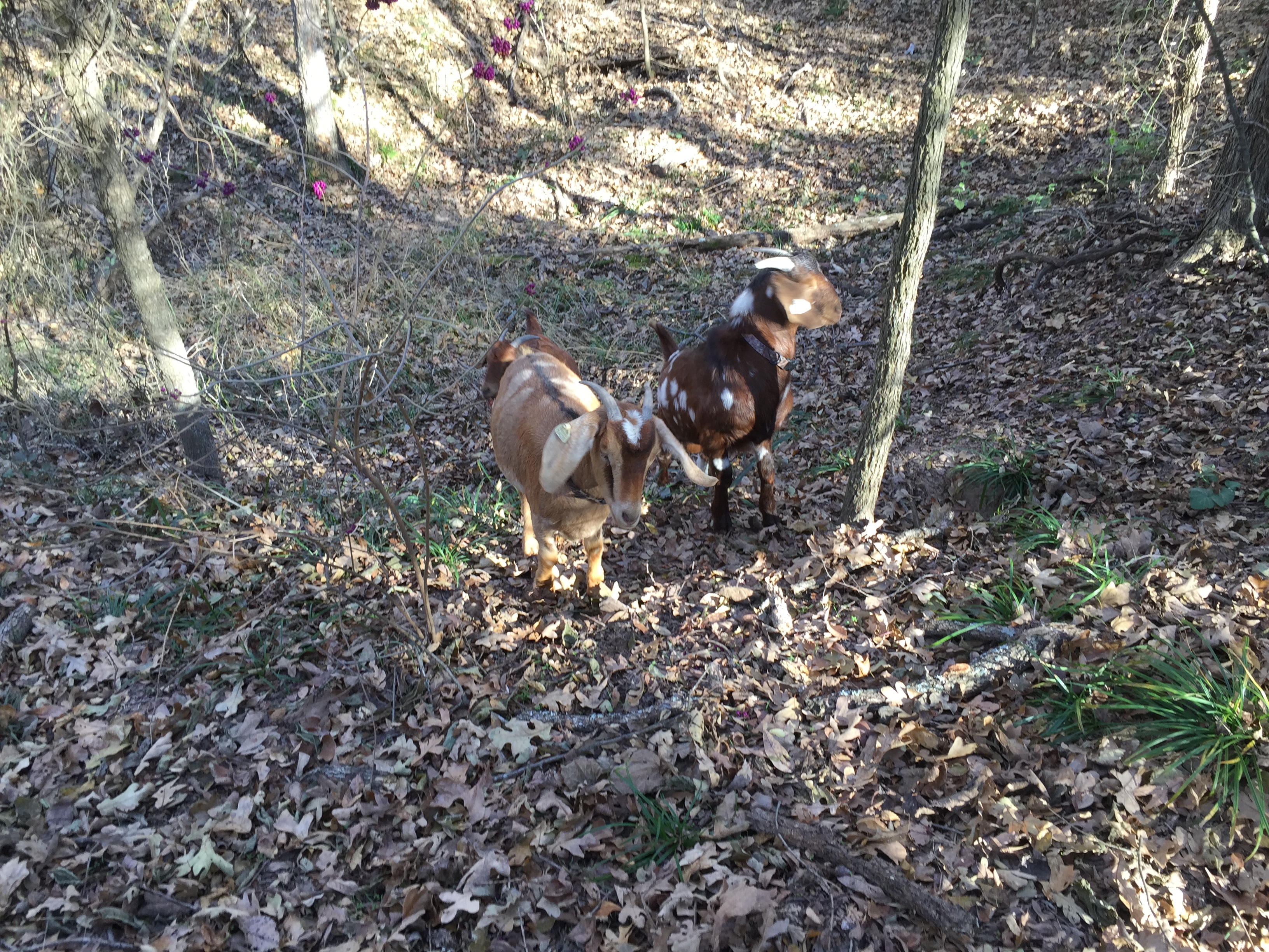 The goats took a little adventure through the woods.