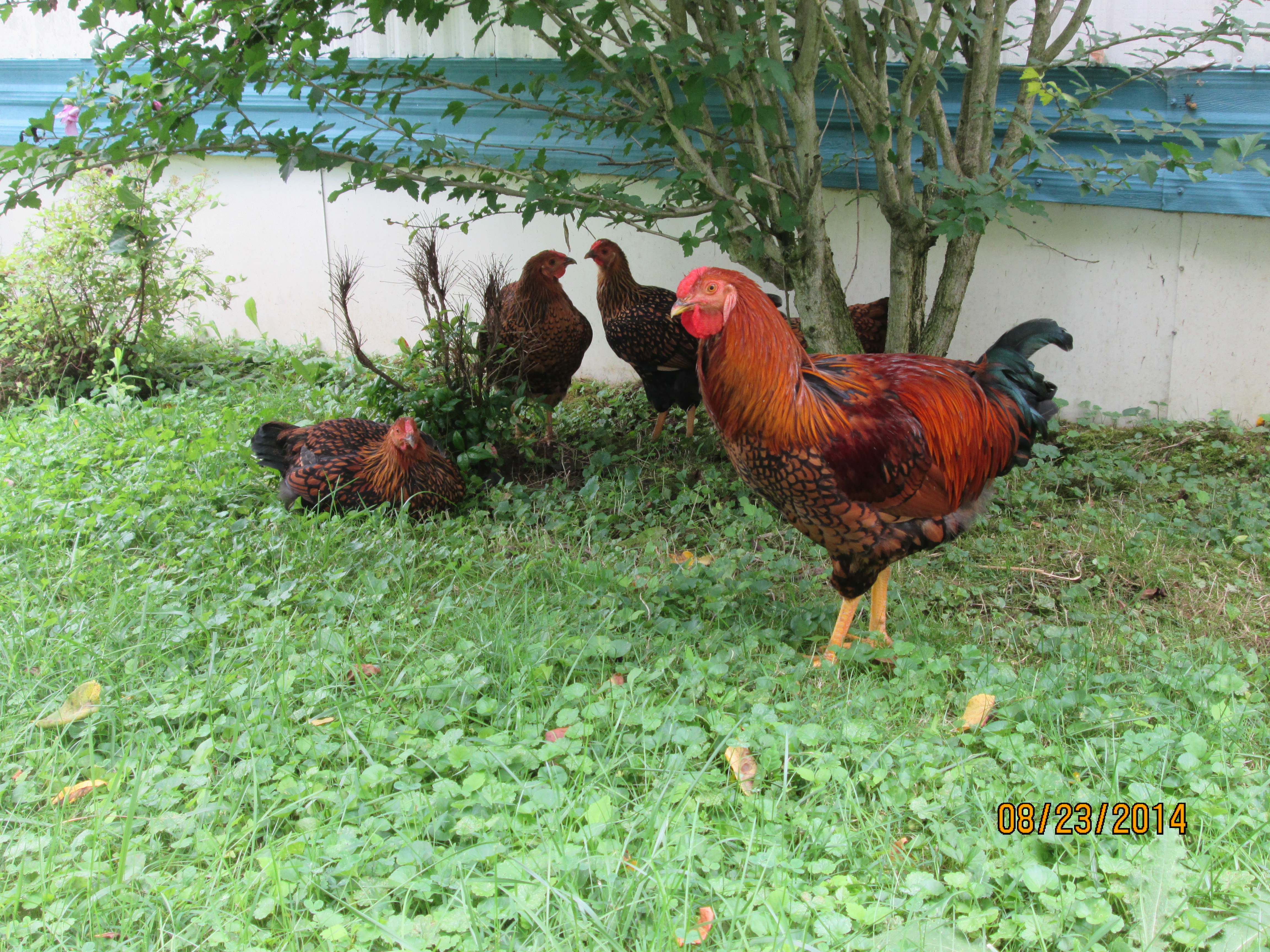The Gold Laced Wyandotte flock the fifth bird is playin hide and go seek behind the tree