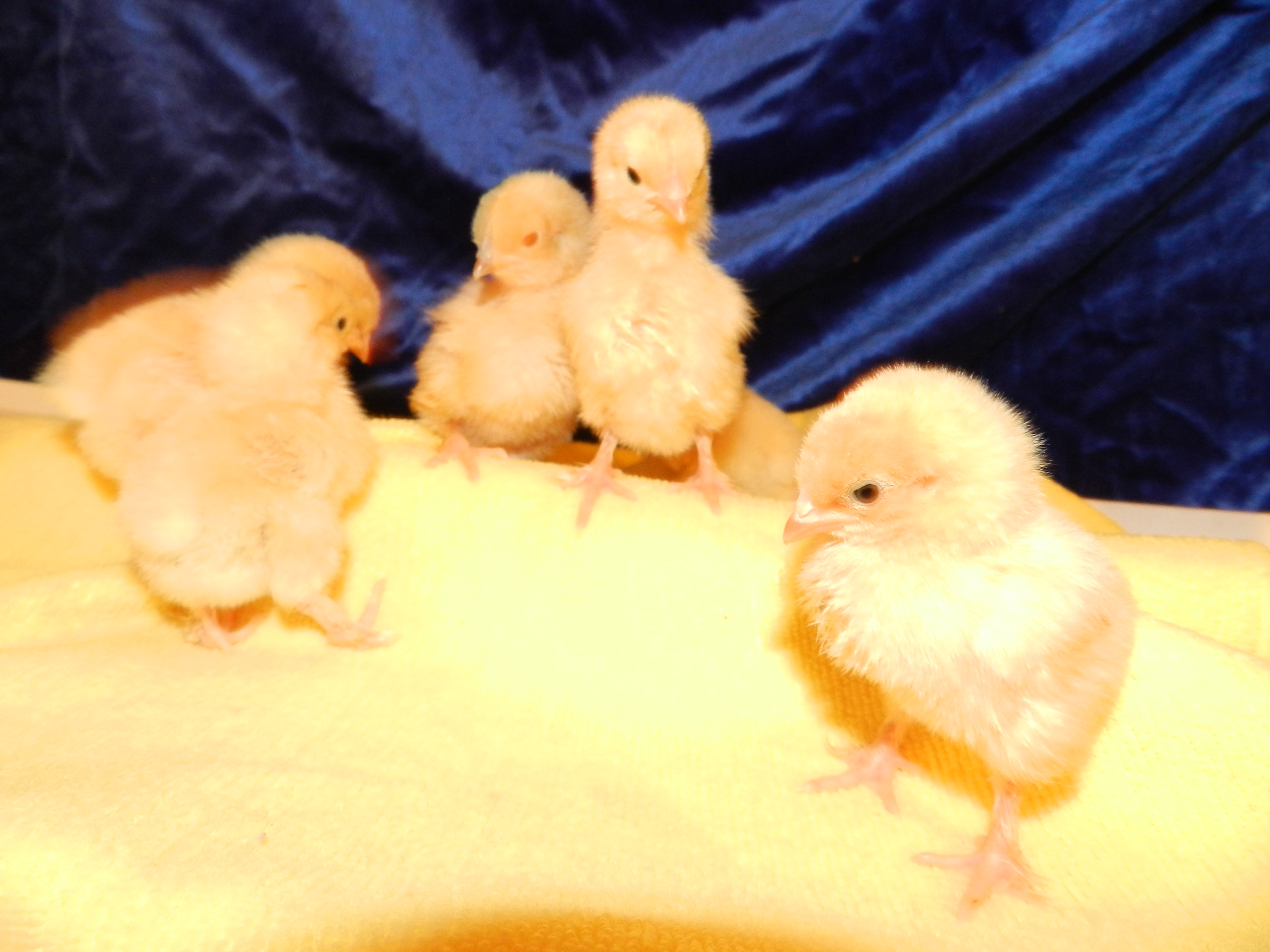 The golden girls.
Blanche,Dorthy, Rose,Sophia
