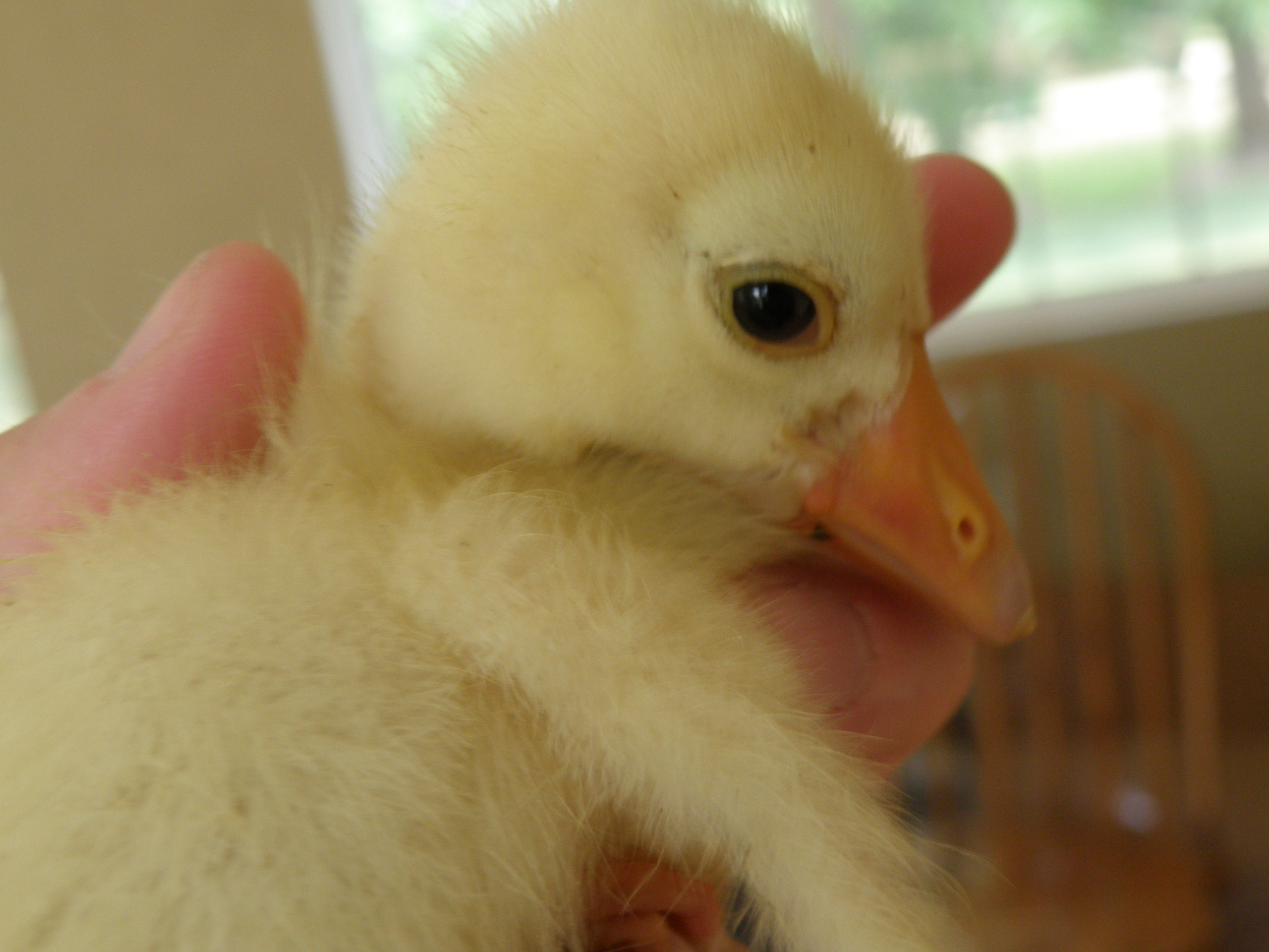 The gosling.