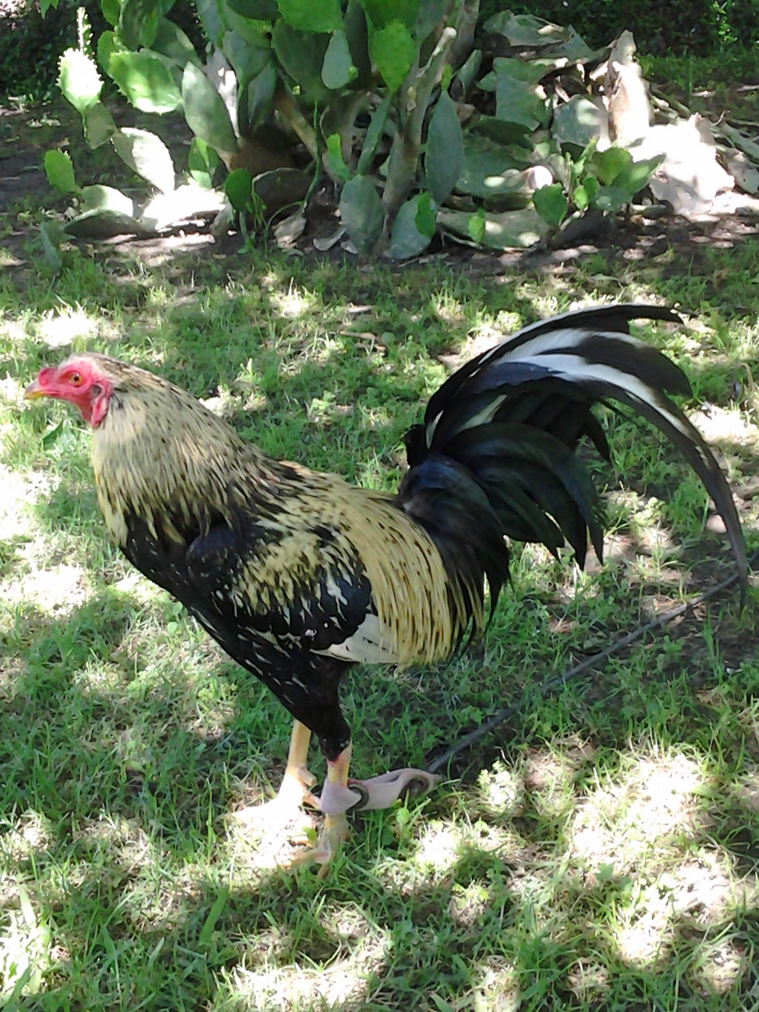 The grandfather of my flock.Got him for $25.00 U.S.D. from The Wabash feed store in Houston Texas