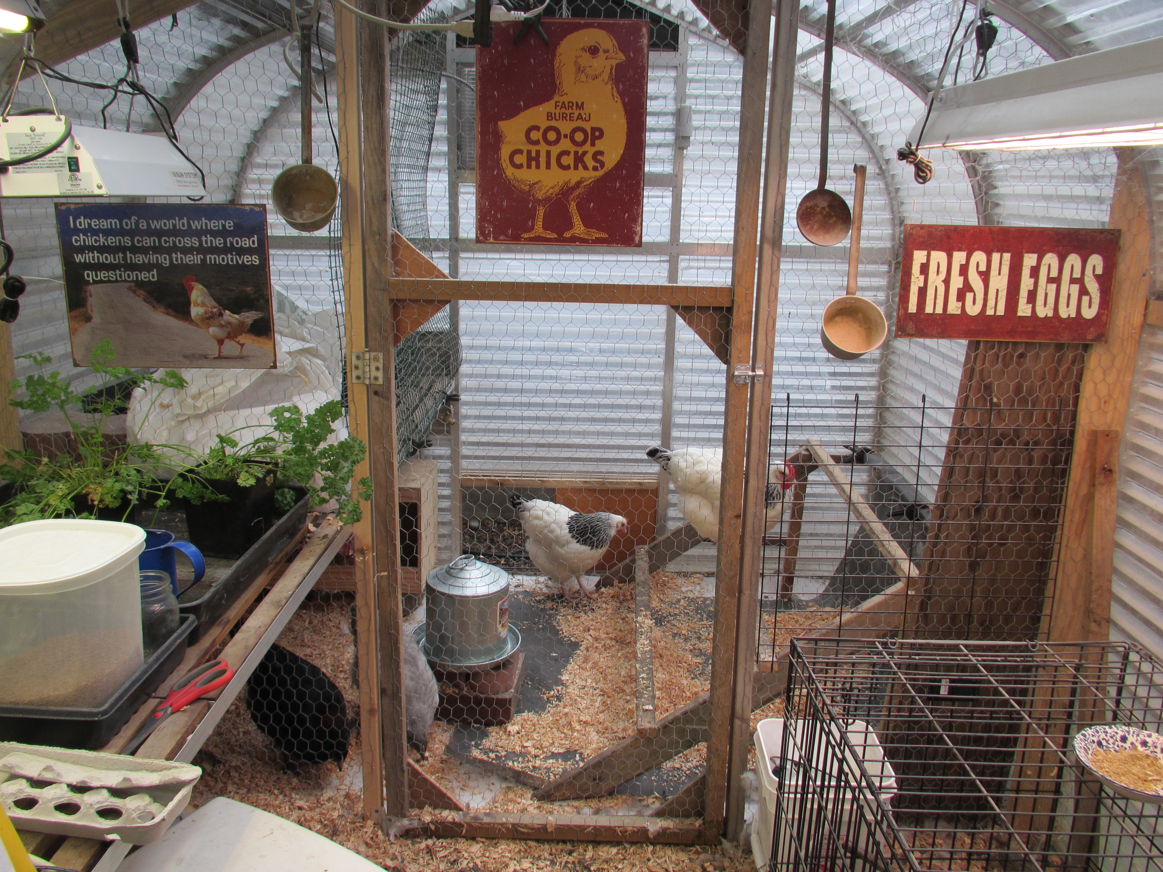 The greenhouse was 8 x 12.  DH sectioned off the last 5 feet for the coop.