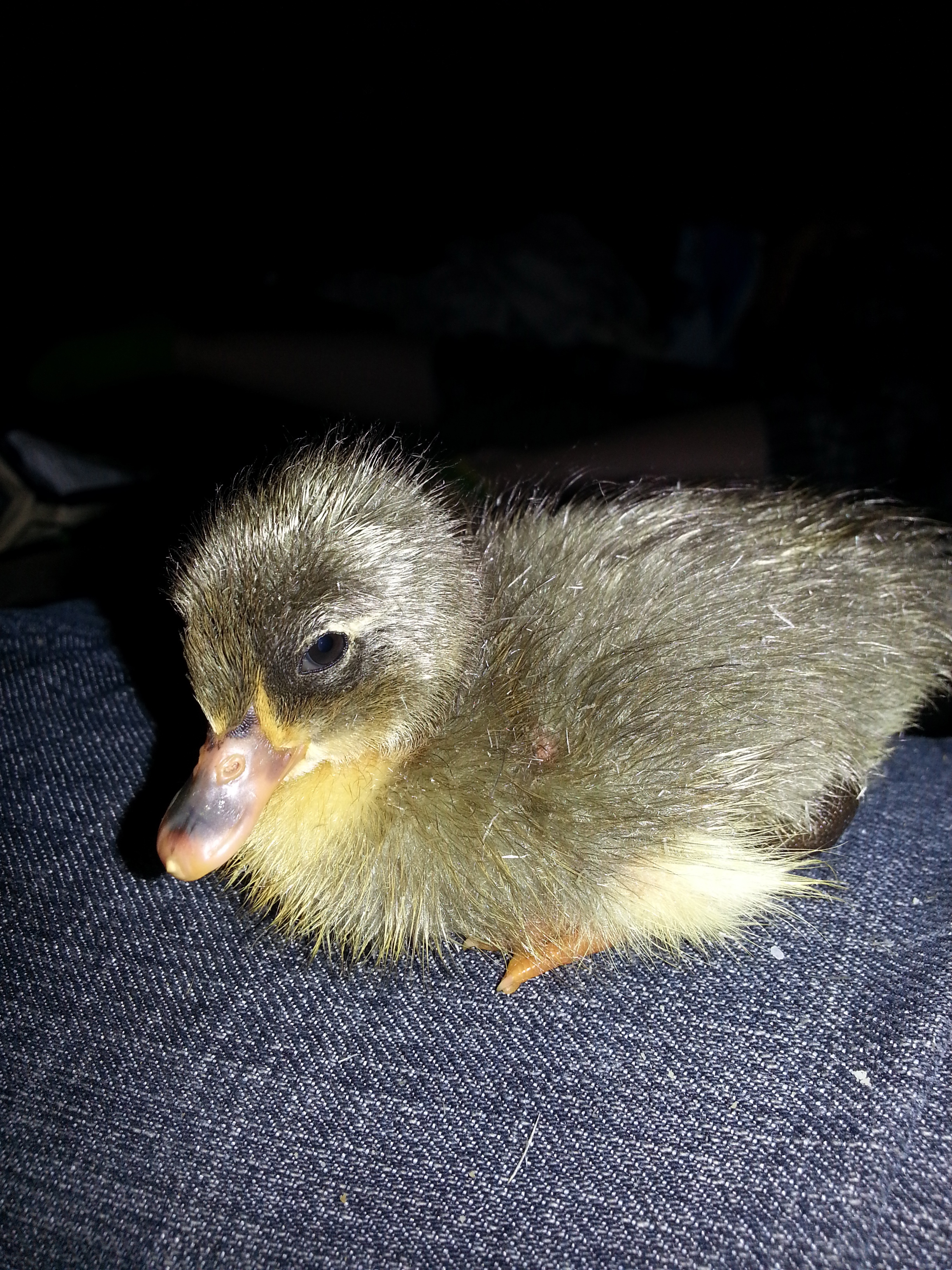 The grey one we will be keeping as a house duck.