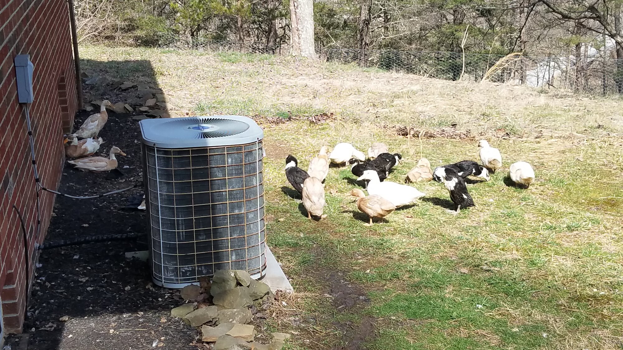 The grown-up are watching the younglings grasing