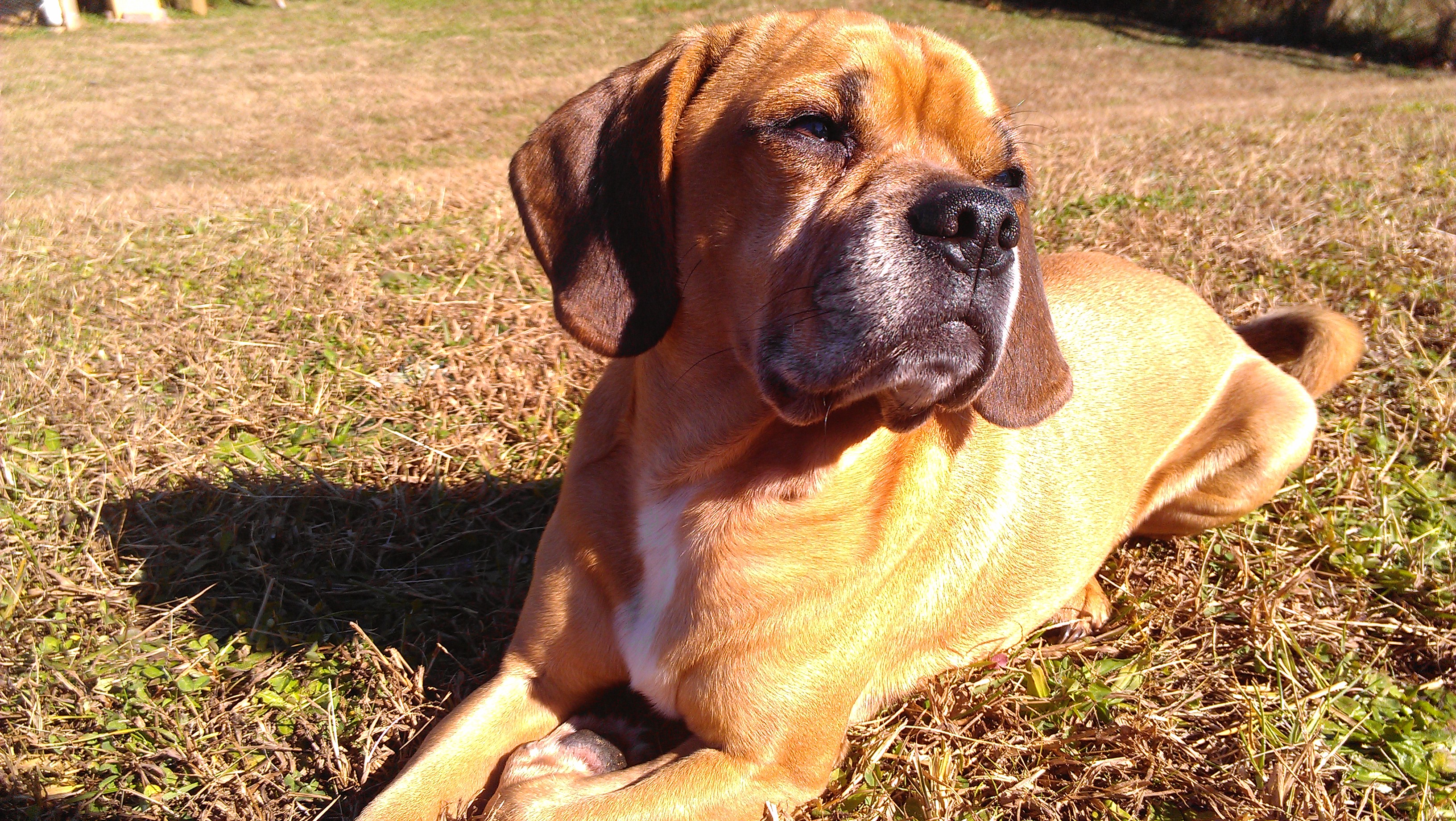 The Guard DOG for the chickens... 
Watching out for Hawks, Falcons or any other predators in the sky!!!