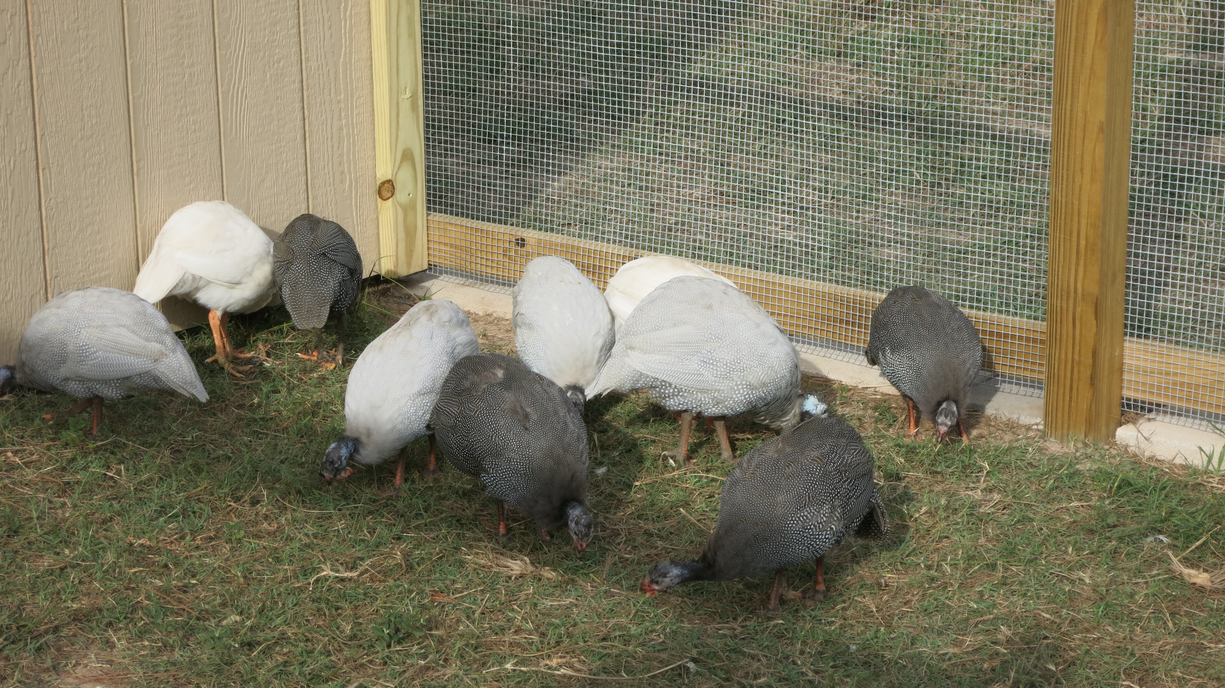 The Guineas staked their claim early on and supervised the construction: