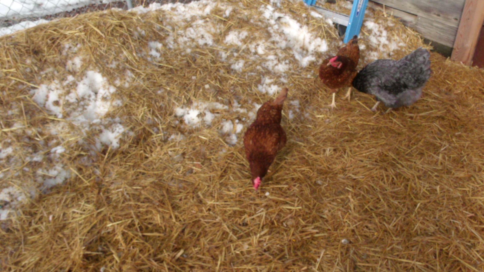 The head hens,aka the bosses!