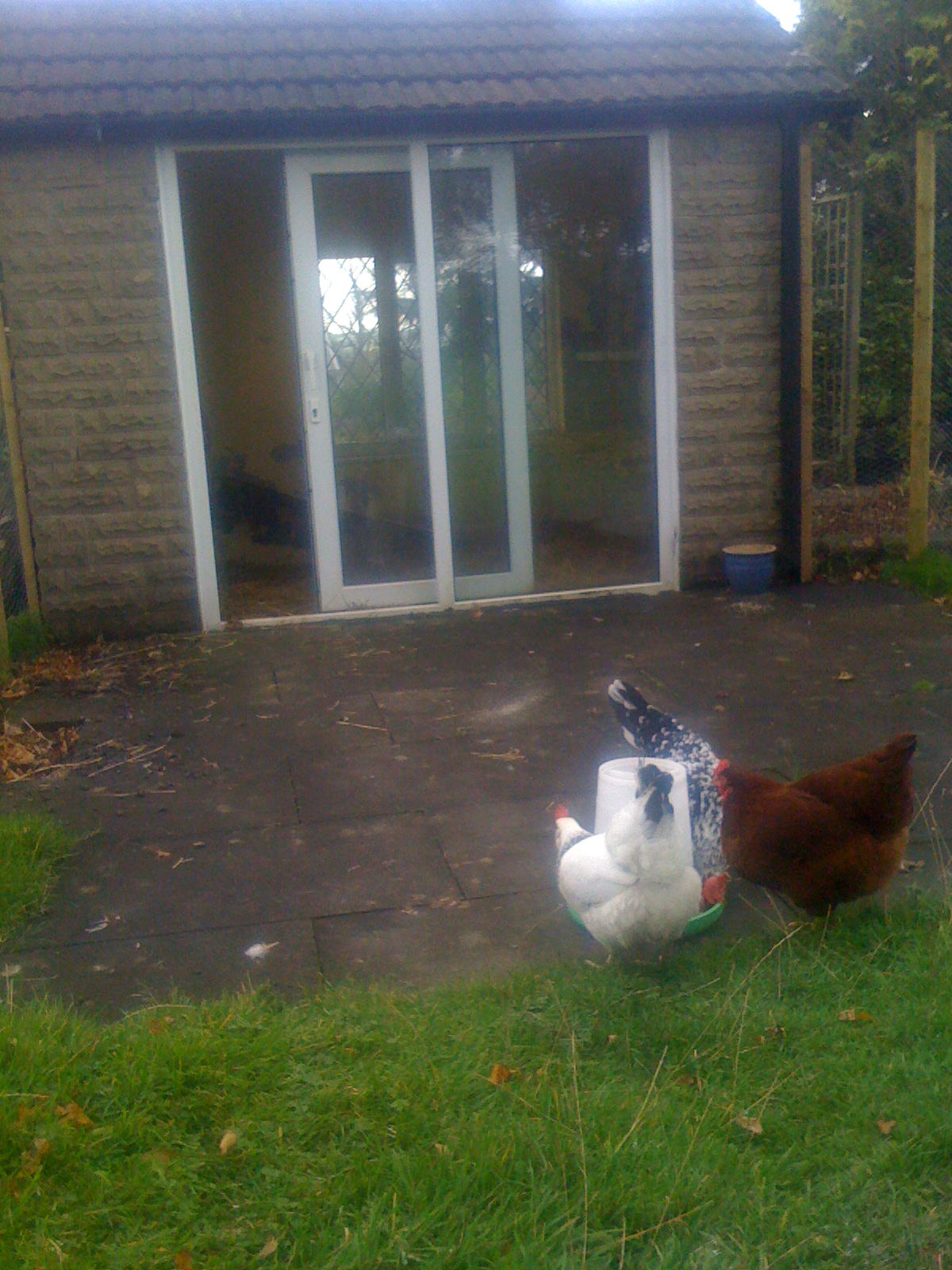 The hen house / old summer house
