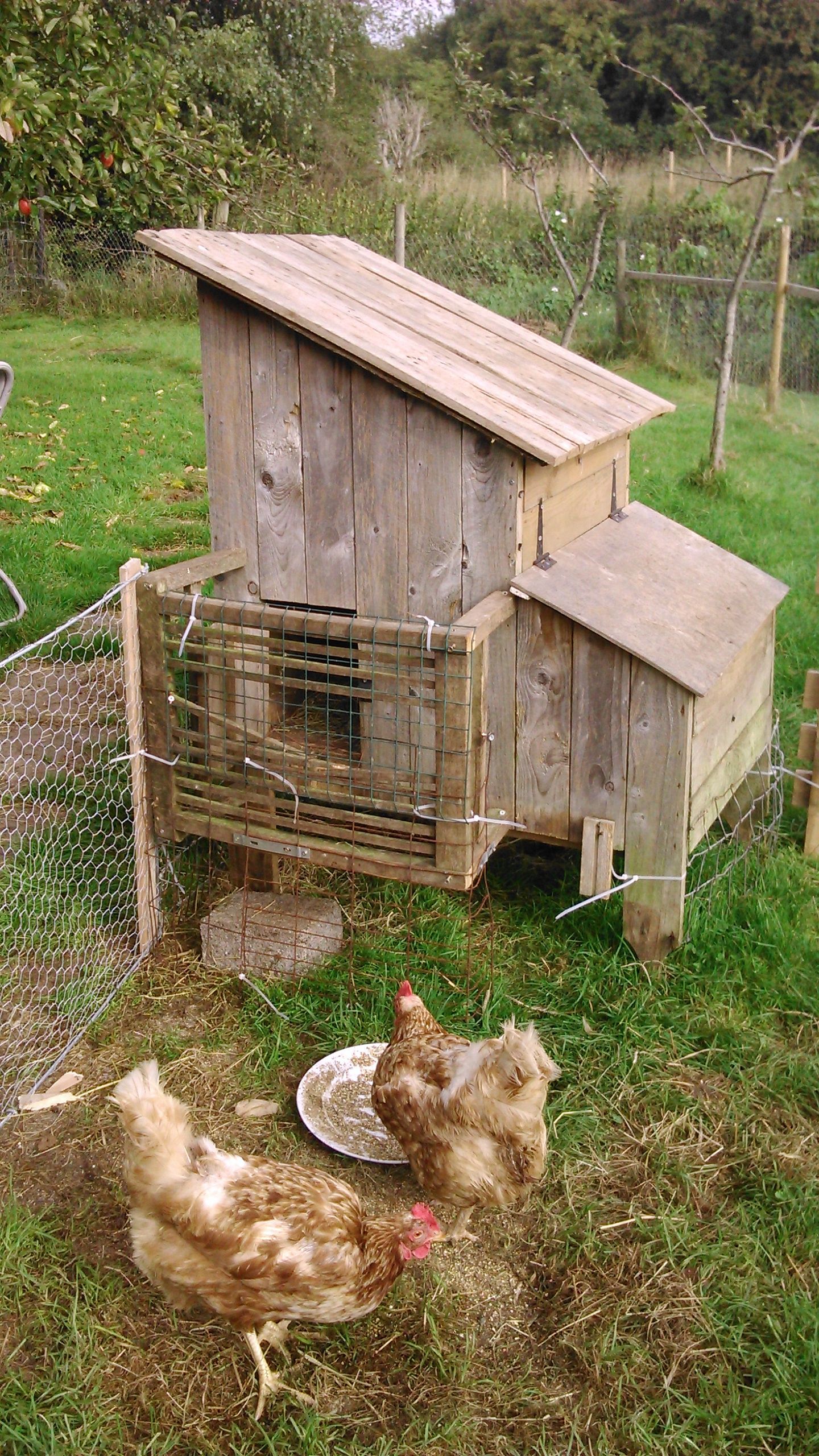 The hen house. This had been heavily fortified to prevent both of the goats getting inside but I have subsequently built a new fence and cordoned the chickens of completely.If you look closely you might see that the wings of both birds have lost feathers and flesh has been exposed, I don't know if this was a result of an assualt of something else entirely.