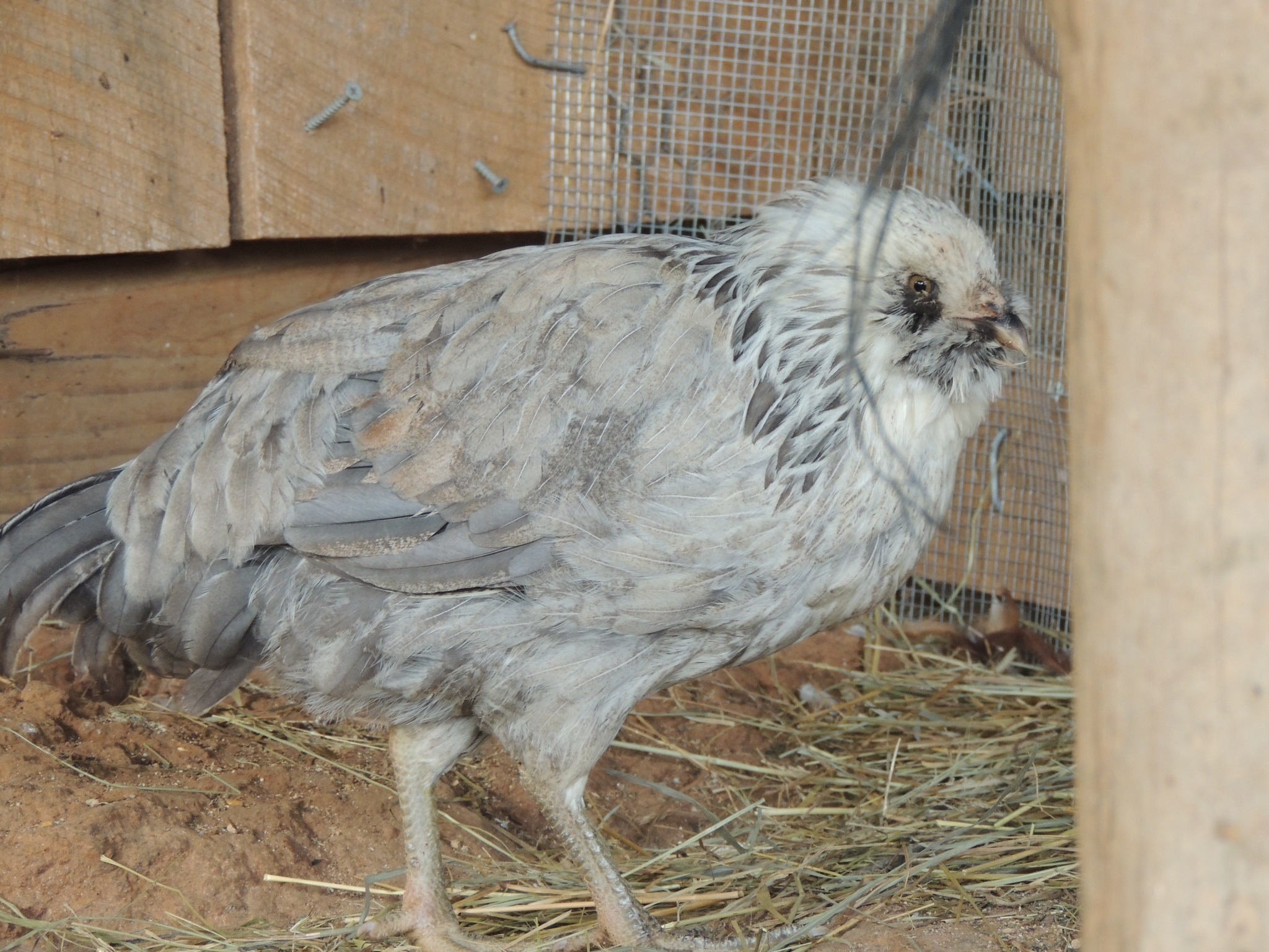 The hen that just doesn't act right. Dazed.