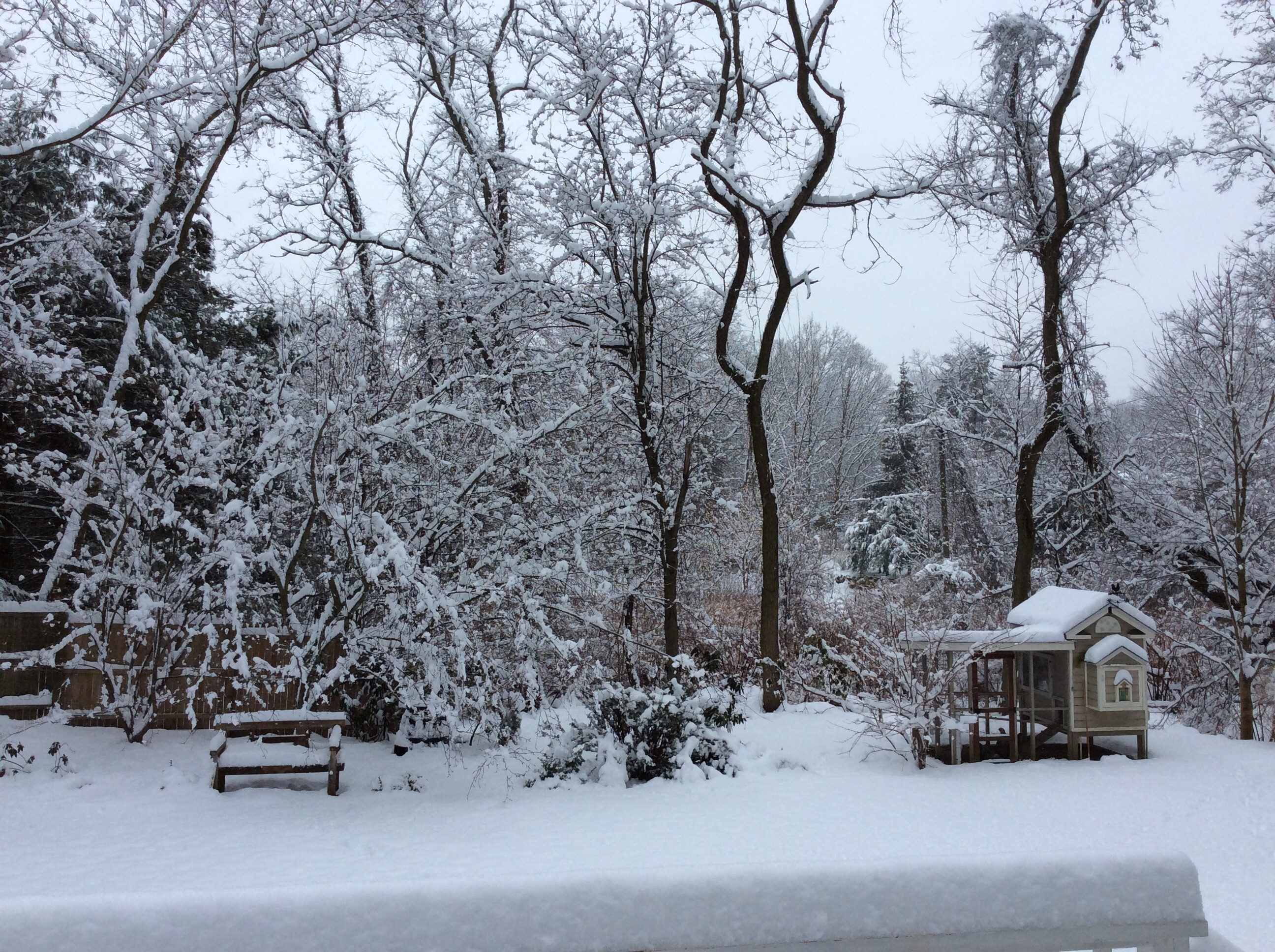 The hens coop on a winters February. Heated, time-controlled, warm water and proper roosts.