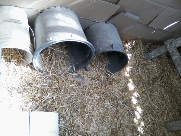 The hens have decided that the buckets on the ground make the perfect nesting areas.  I've tried different set-ups but they would lay on the ground, in all the muck, instead.