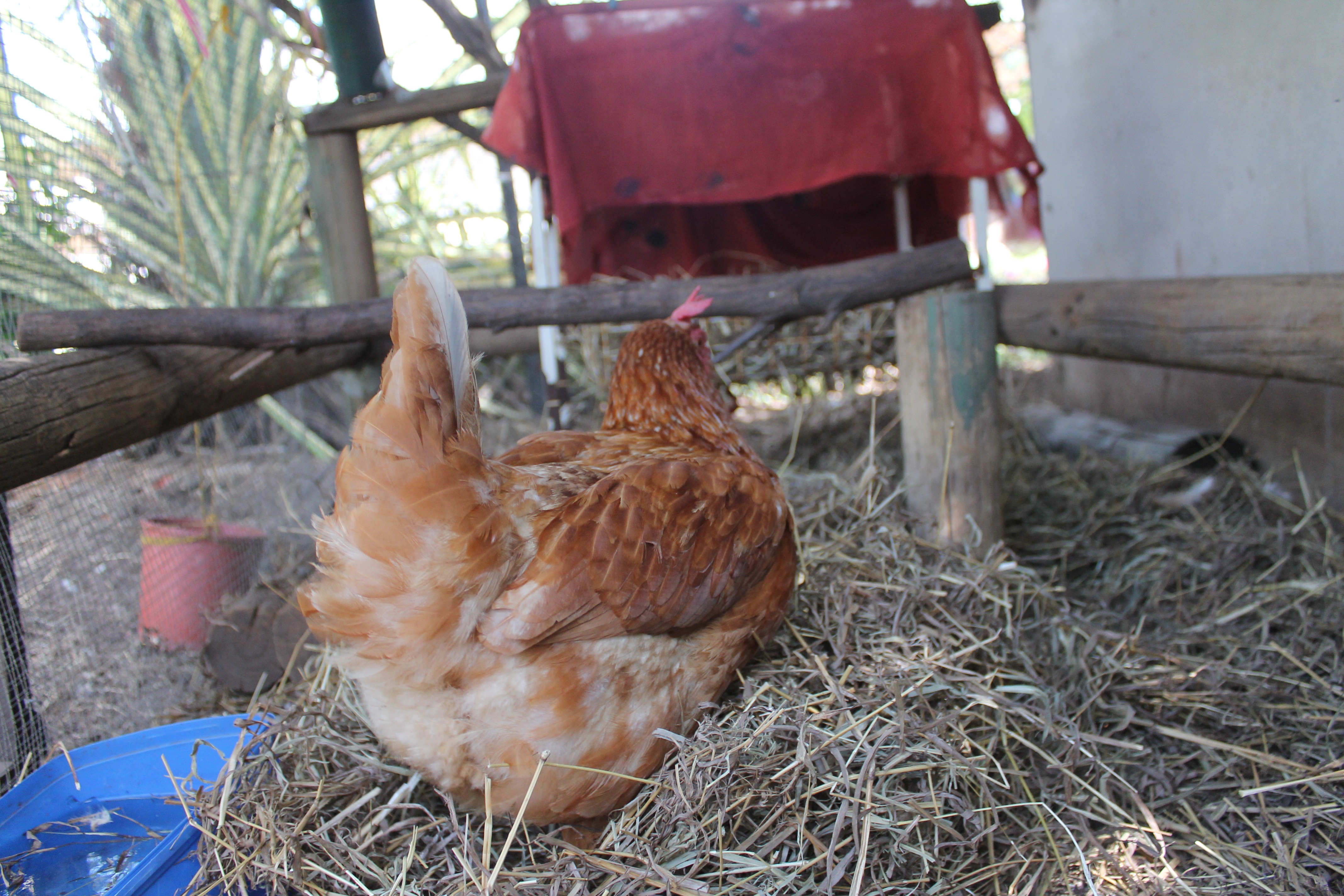 The hens love scratching around in deep straw.