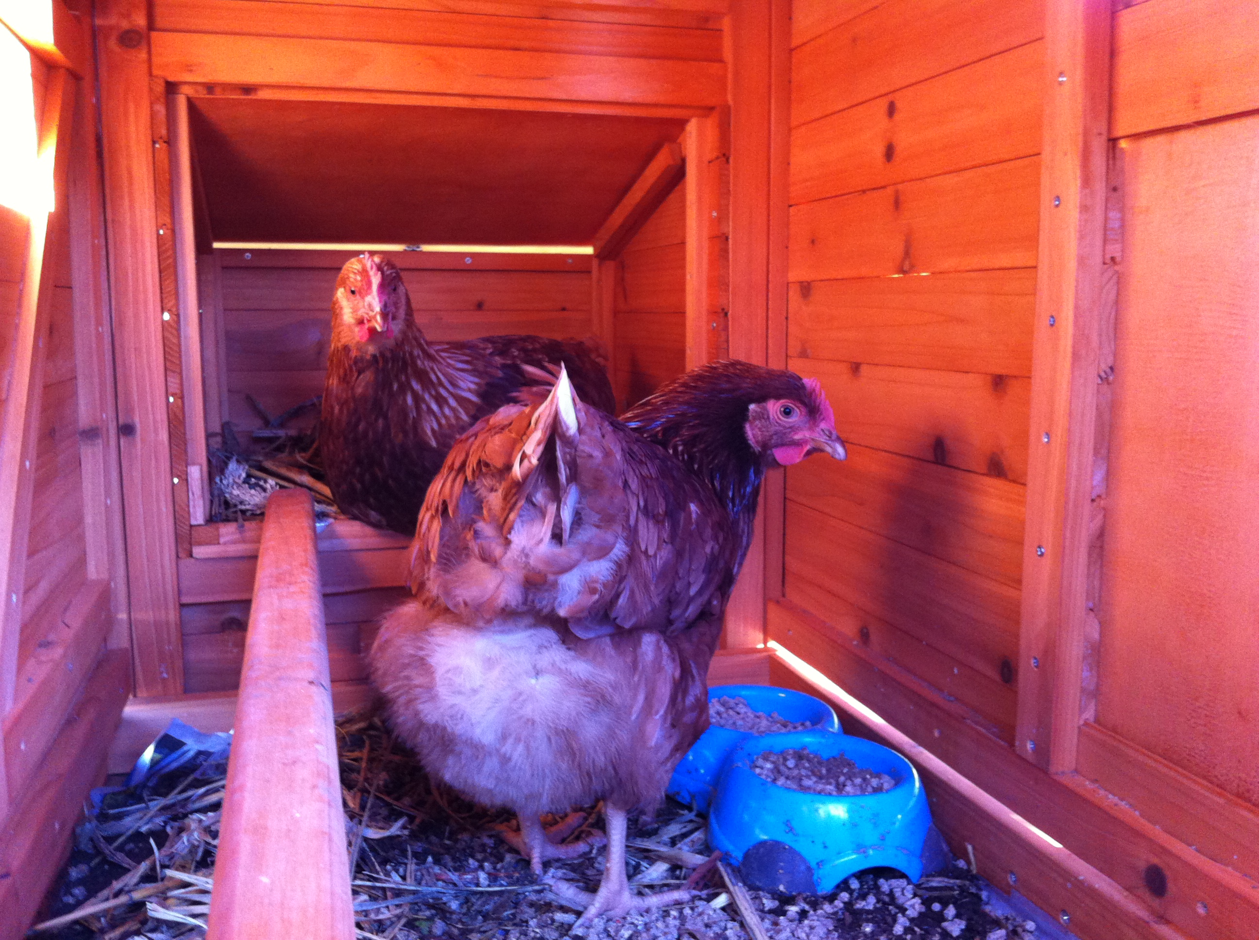 The hen's loving life :)