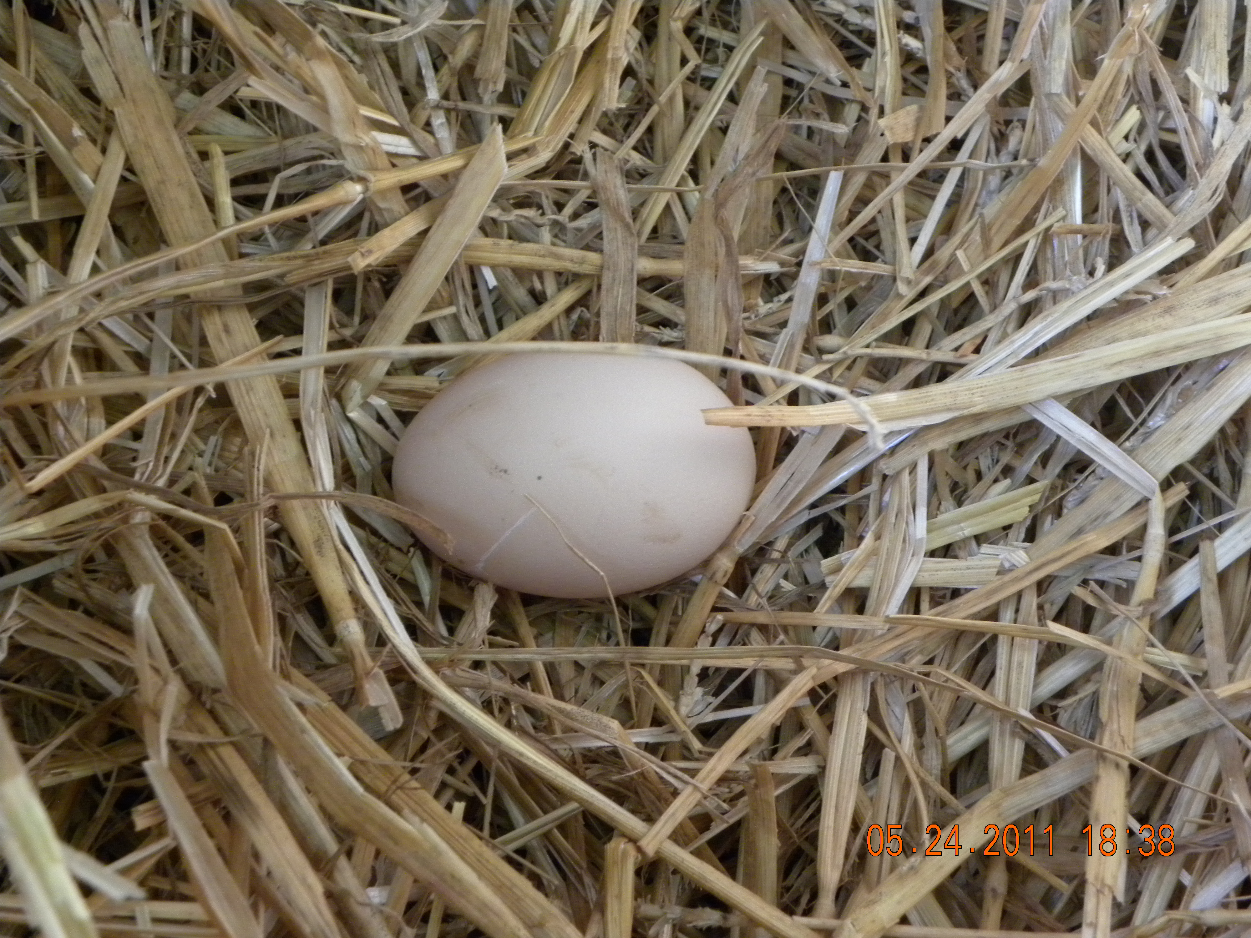 The hens must be happy. Their first egg in their new home.