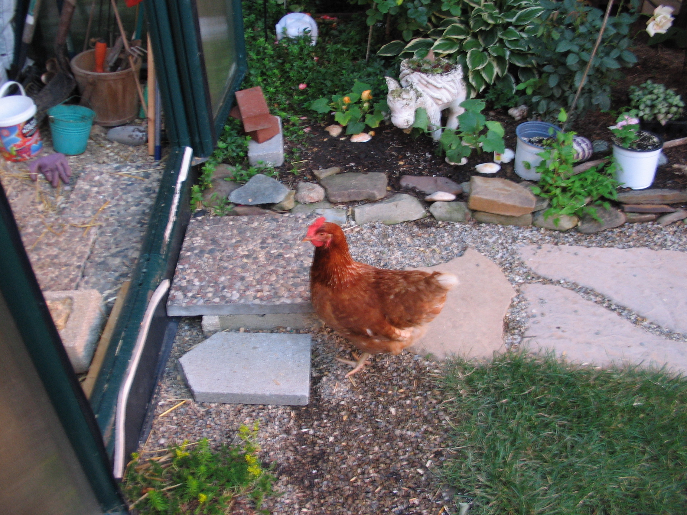 The hens roost in my hobby greenhouse each night year-round. Here is Henrietta checking out the entrance.