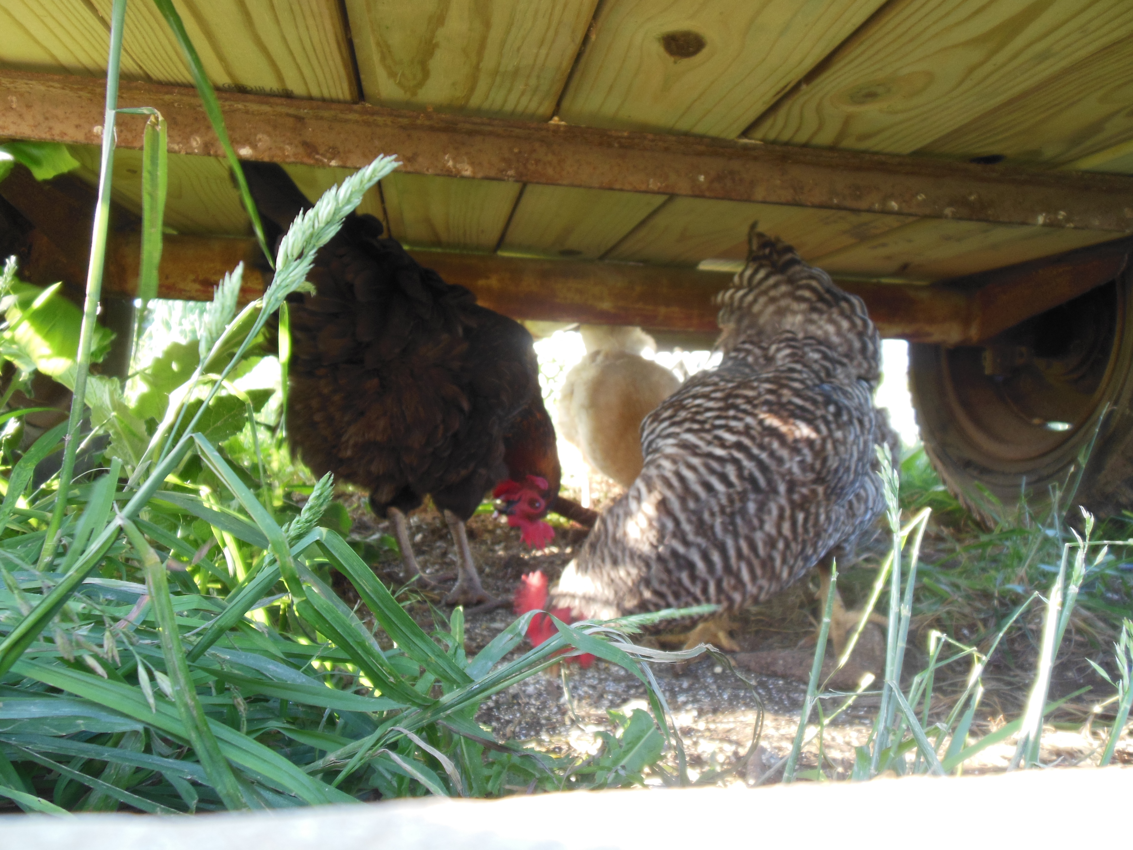 The Hens