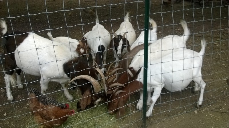 The herd, with some of the girls