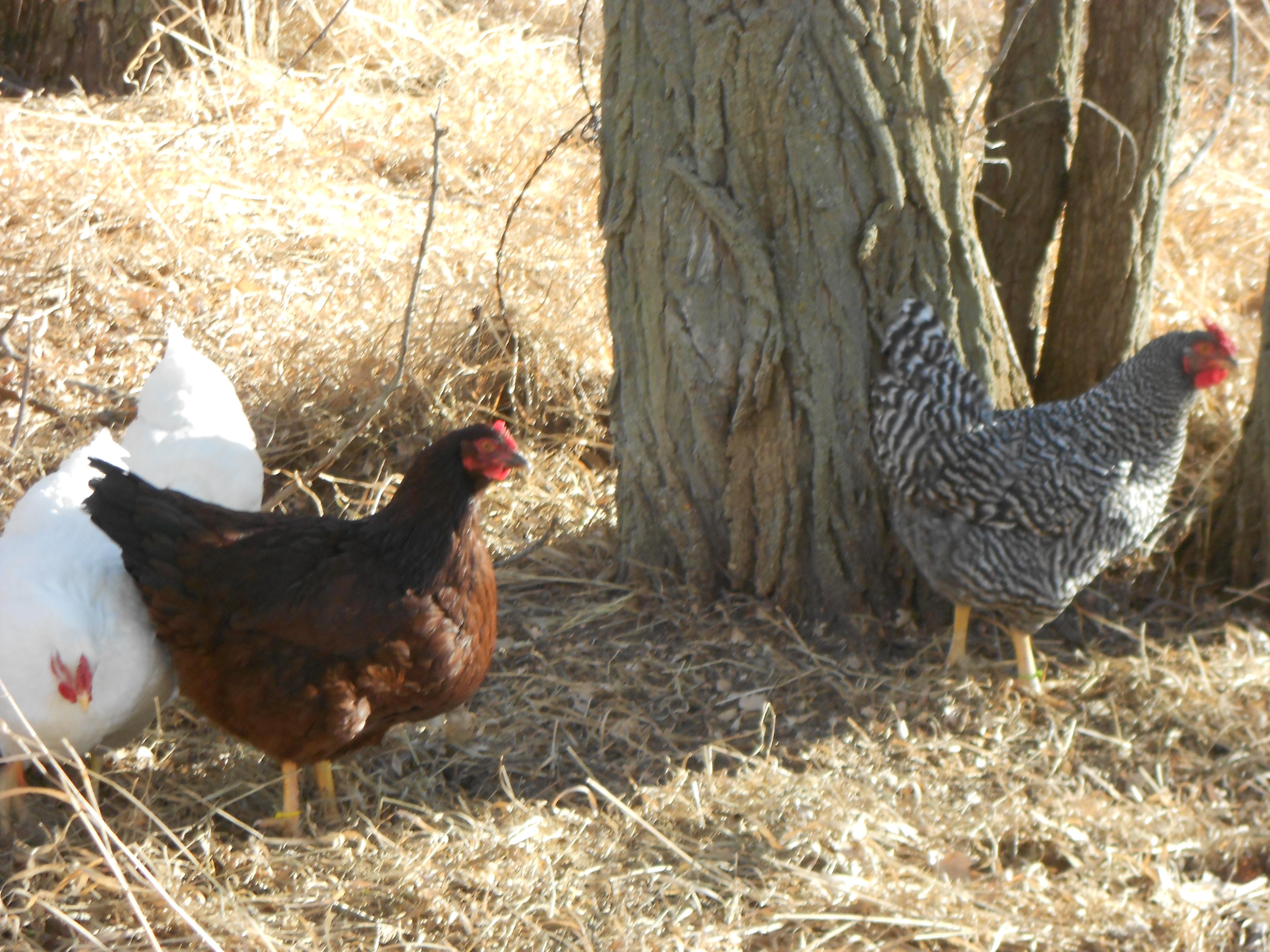 The heritage pullets foraging