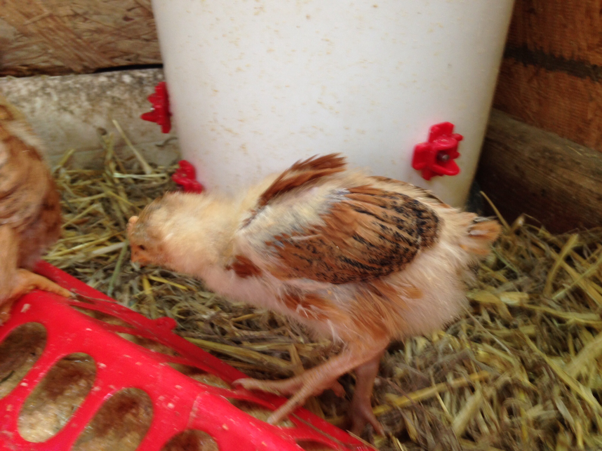 The HN system was introduced to the chicks while in the house brooder week 2. This picture is of the brooder outside in the small coop it is a 2 gallon white bucket. Four HN total for 15 chicks, works great!