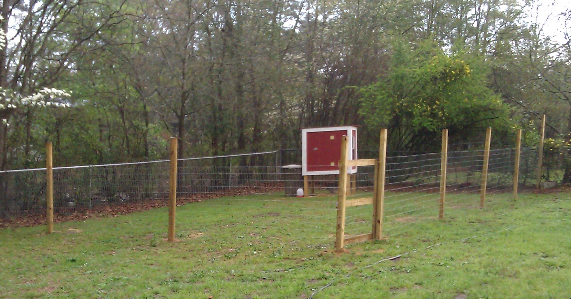 the house is now in position in it's new permanent place. installed horse fencing the enclosure is 40' x 30'. it is double protected...the backyard is enclosed in chain link fencing as well so they should be pretty safe. The back and side fence line is heavily treed and provides shade and protection for them. We may actually expand this next spring, as the hubby wants a few more duckies :)