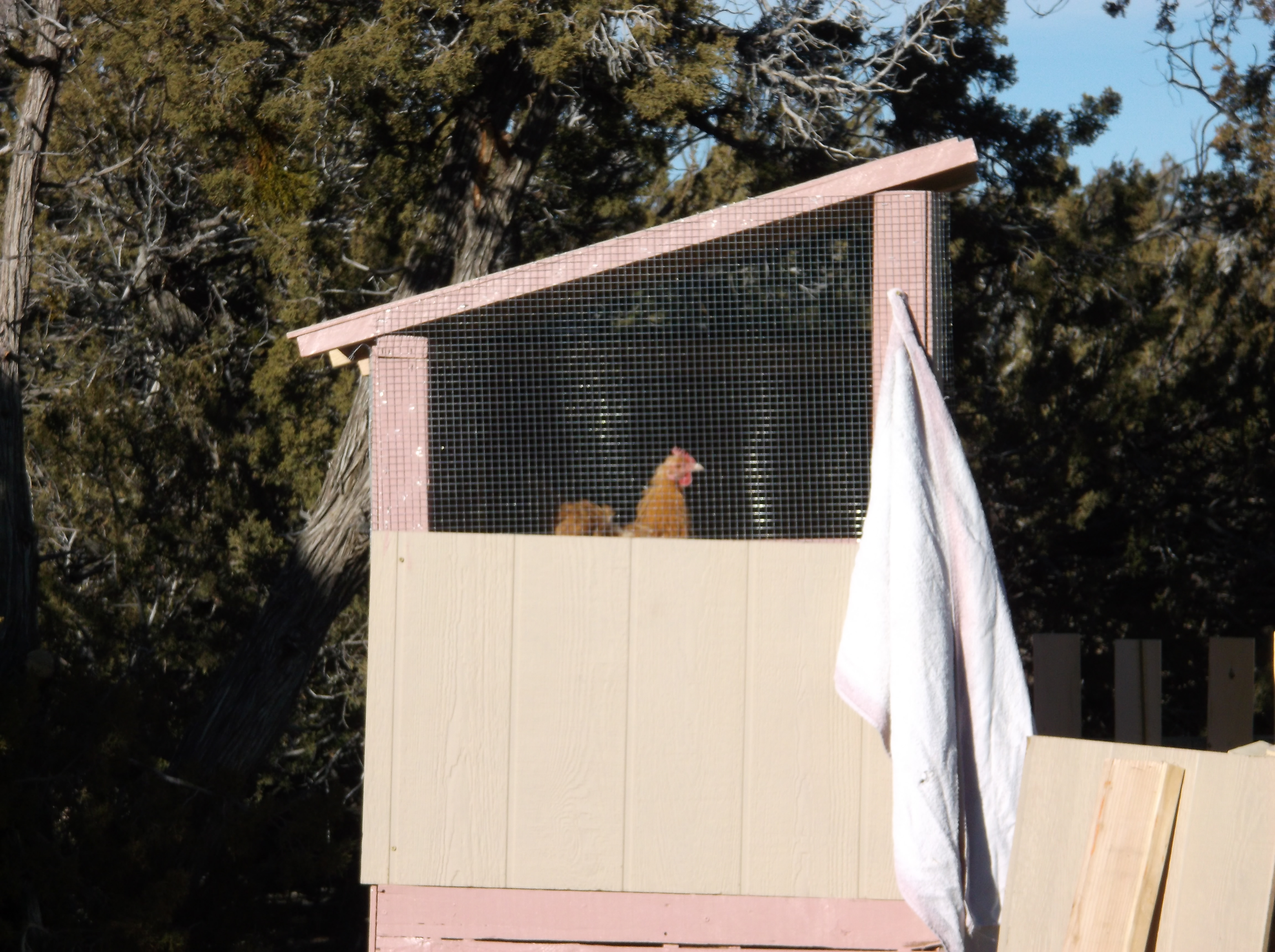 The hutch has it's first occupant. She was being picked on and stressed out by the rooster and a couple of the hens. Maybe now she can eat more, (and in peace), and grow her feathers back on her neck and back. 1/6/14