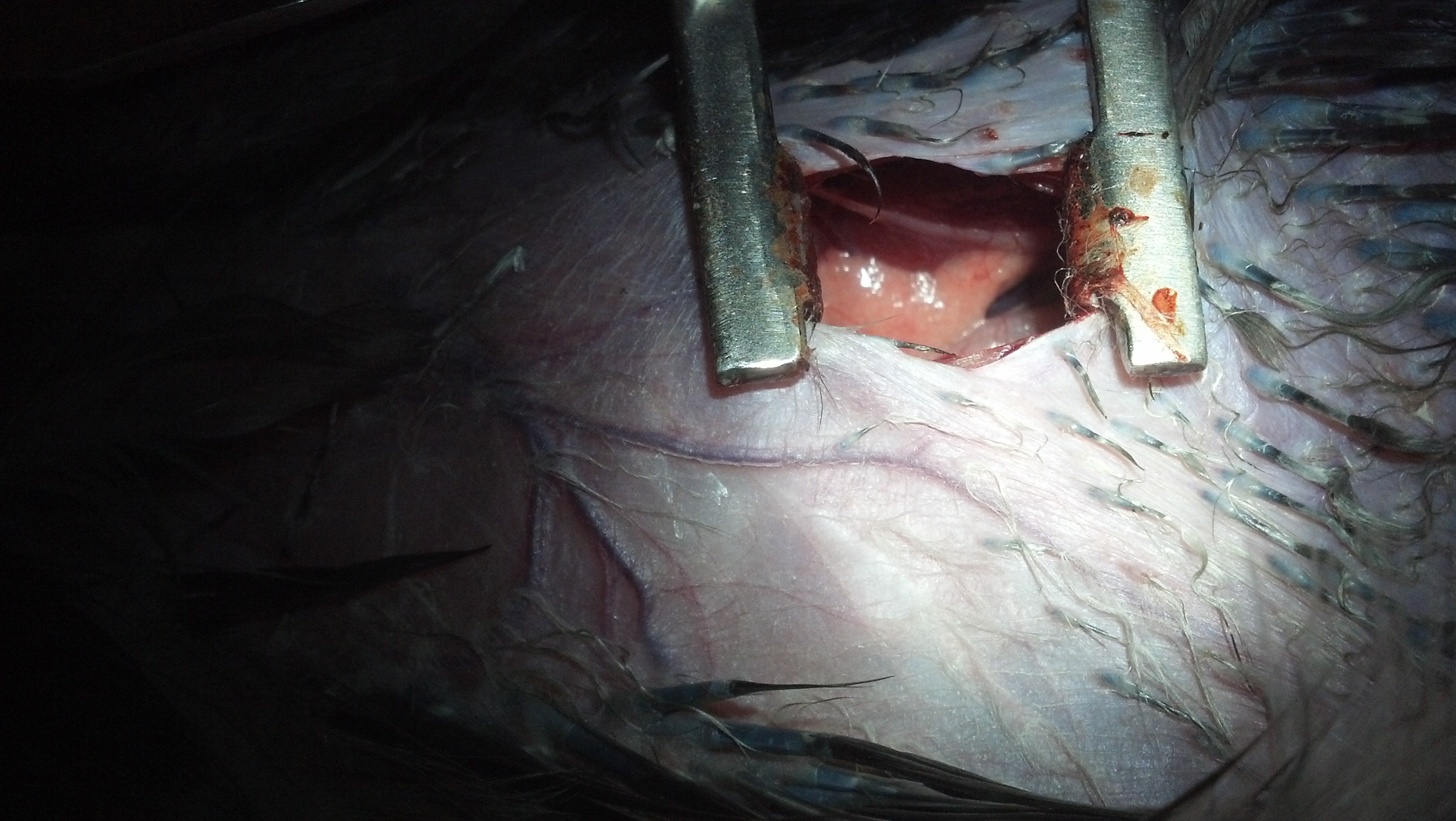 The immature ovary of a 12 week old pullet, with a small piece of oviduct visualized.